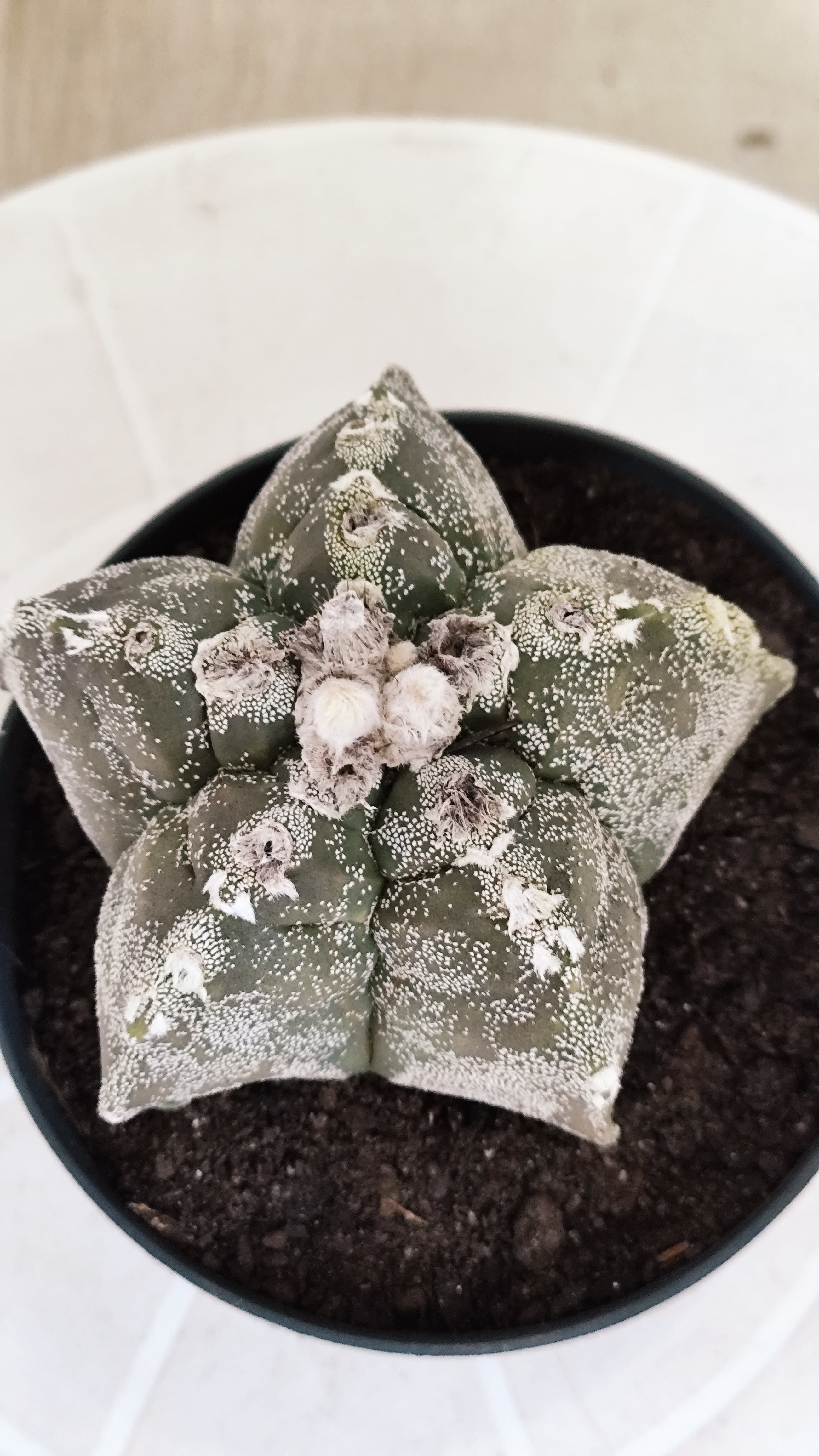 MATRIZ ASTROPHYTUM cv KIKKO   Nº 1332 – vaso 11