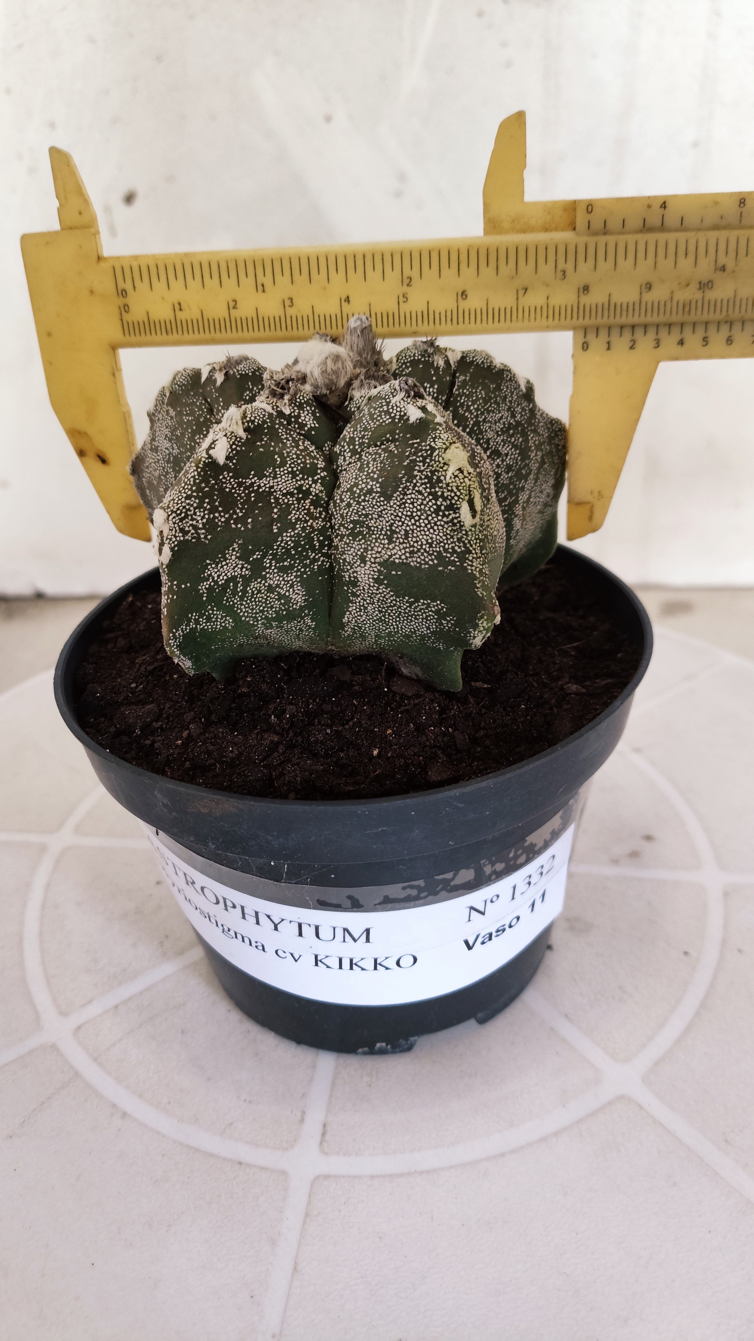 MATRIZ ASTROPHYTUM cv KIKKO   Nº 1332 – vaso 11