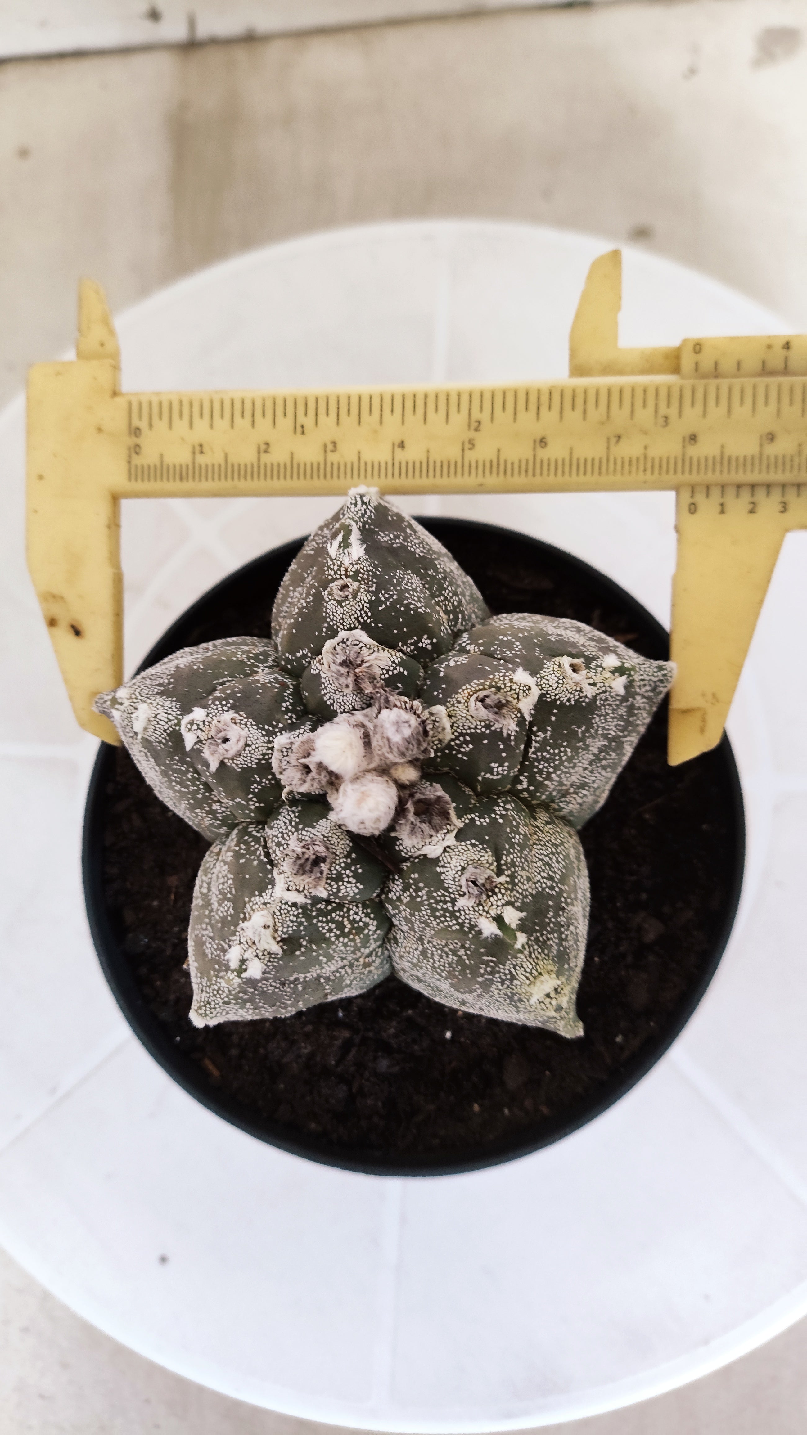 MATRIZ ASTROPHYTUM cv KIKKO   Nº 1332 – vaso 11