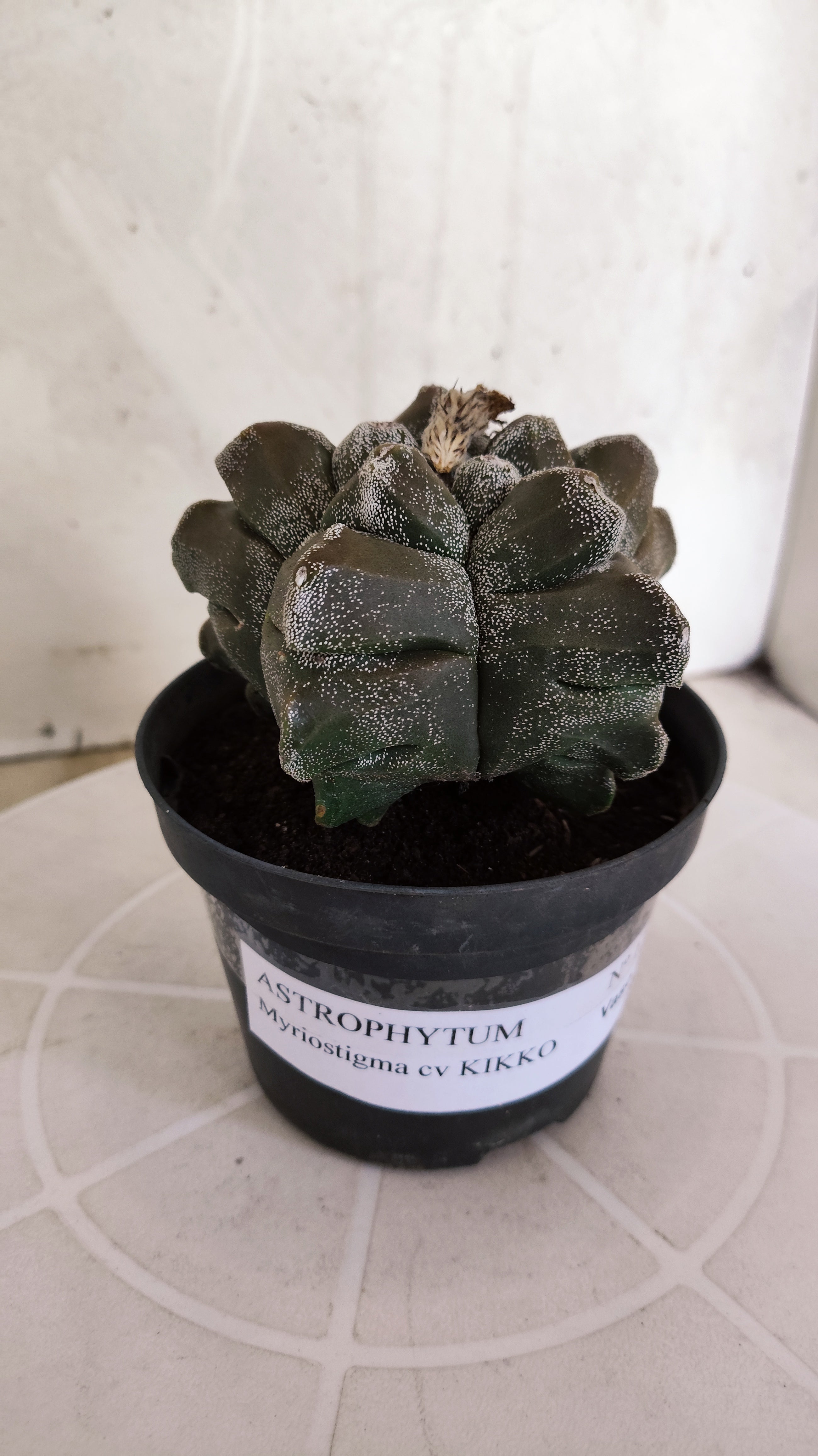 MATRIZ ASTROPHYTUM cv KIKKO   Nº 1333 – vaso 11