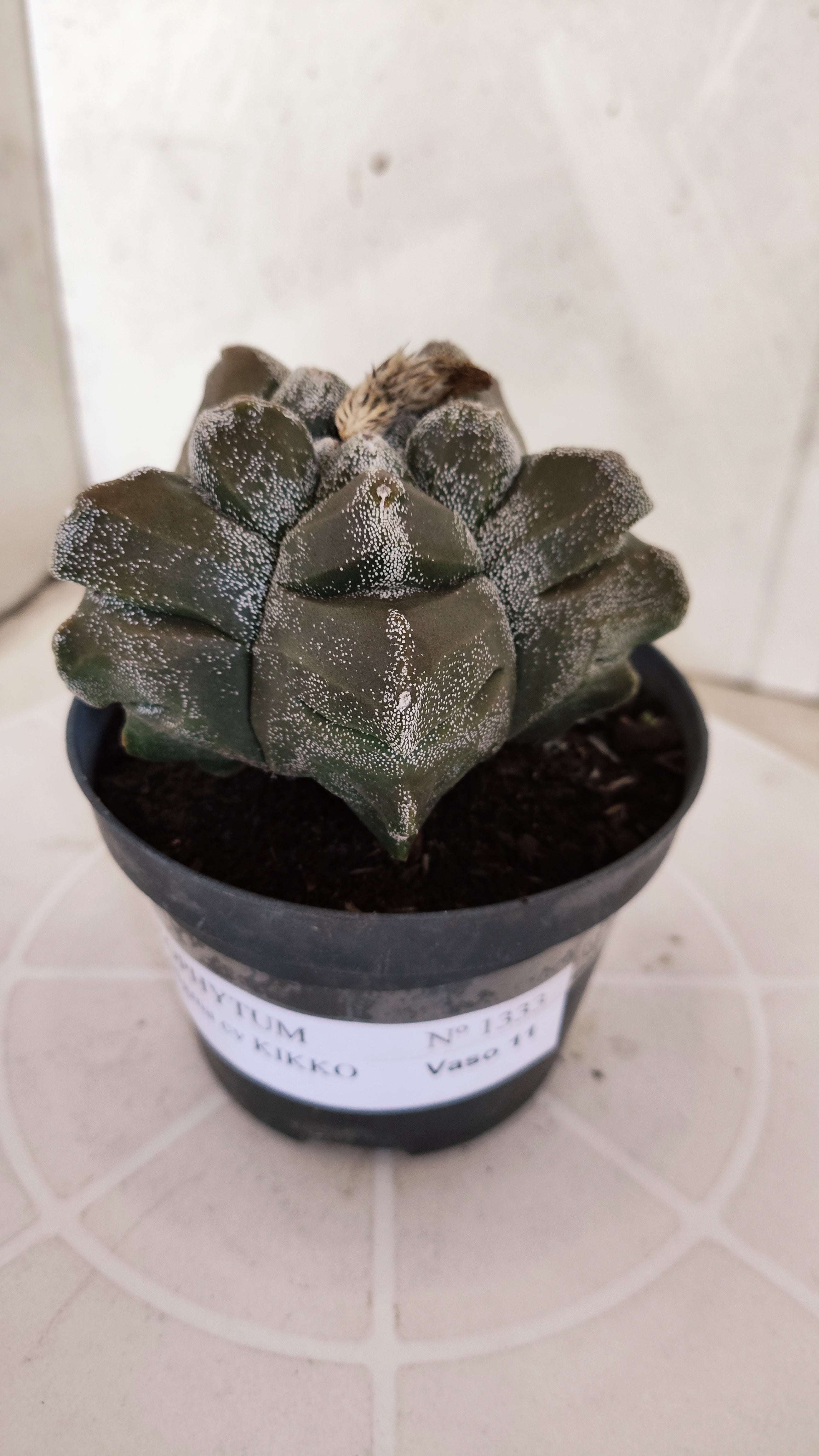 MATRIZ ASTROPHYTUM cv KIKKO   Nº 1333 – vaso 11