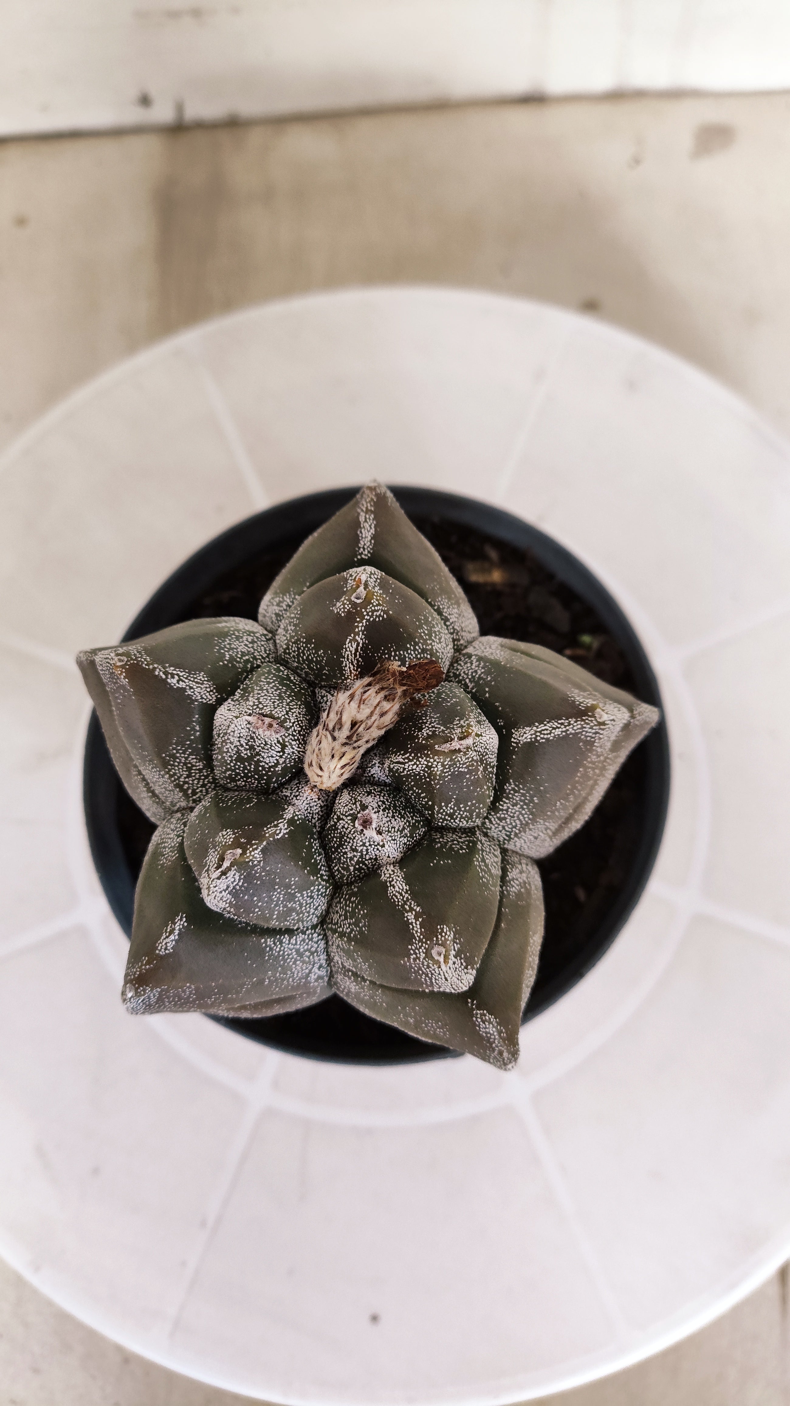 MATRIZ ASTROPHYTUM cv KIKKO   Nº 1333 – vaso 11