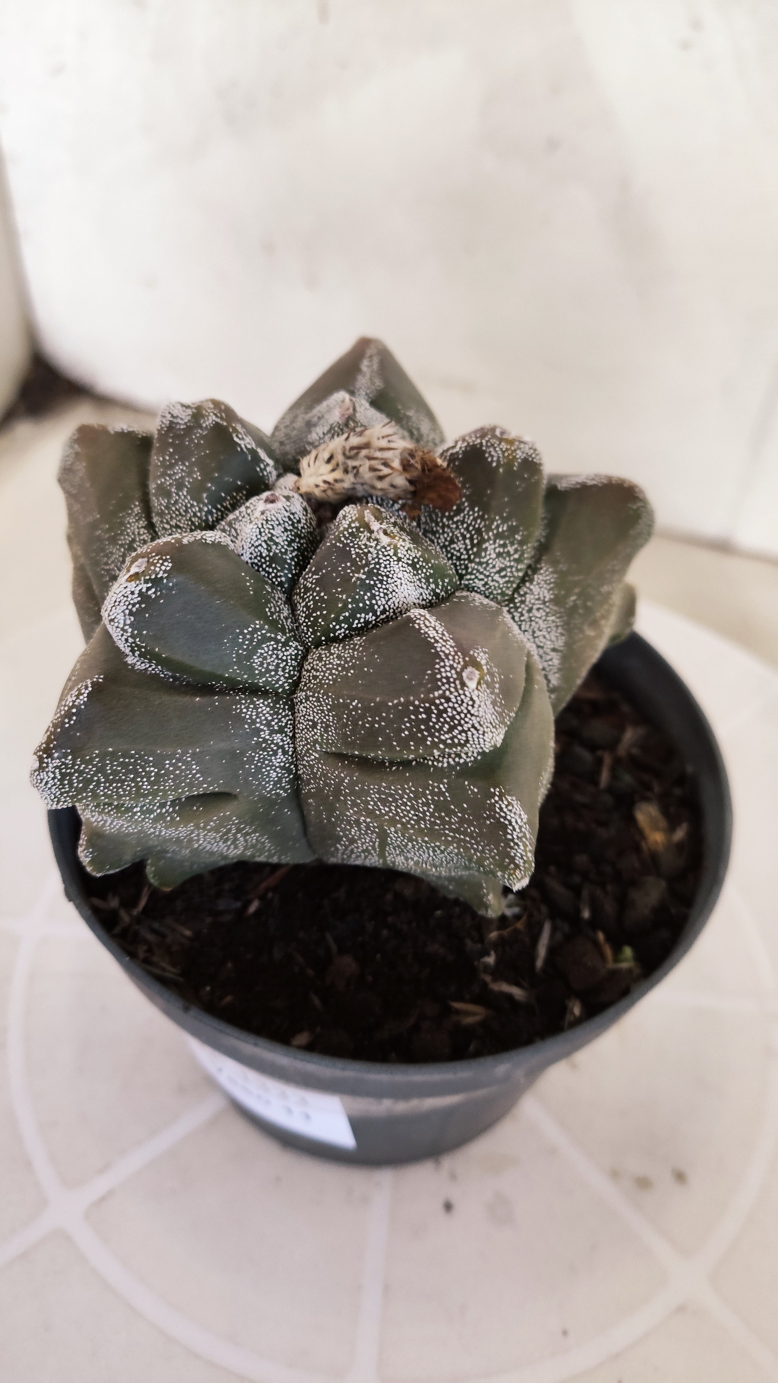 MATRIZ ASTROPHYTUM cv KIKKO   Nº 1333 – vaso 11
