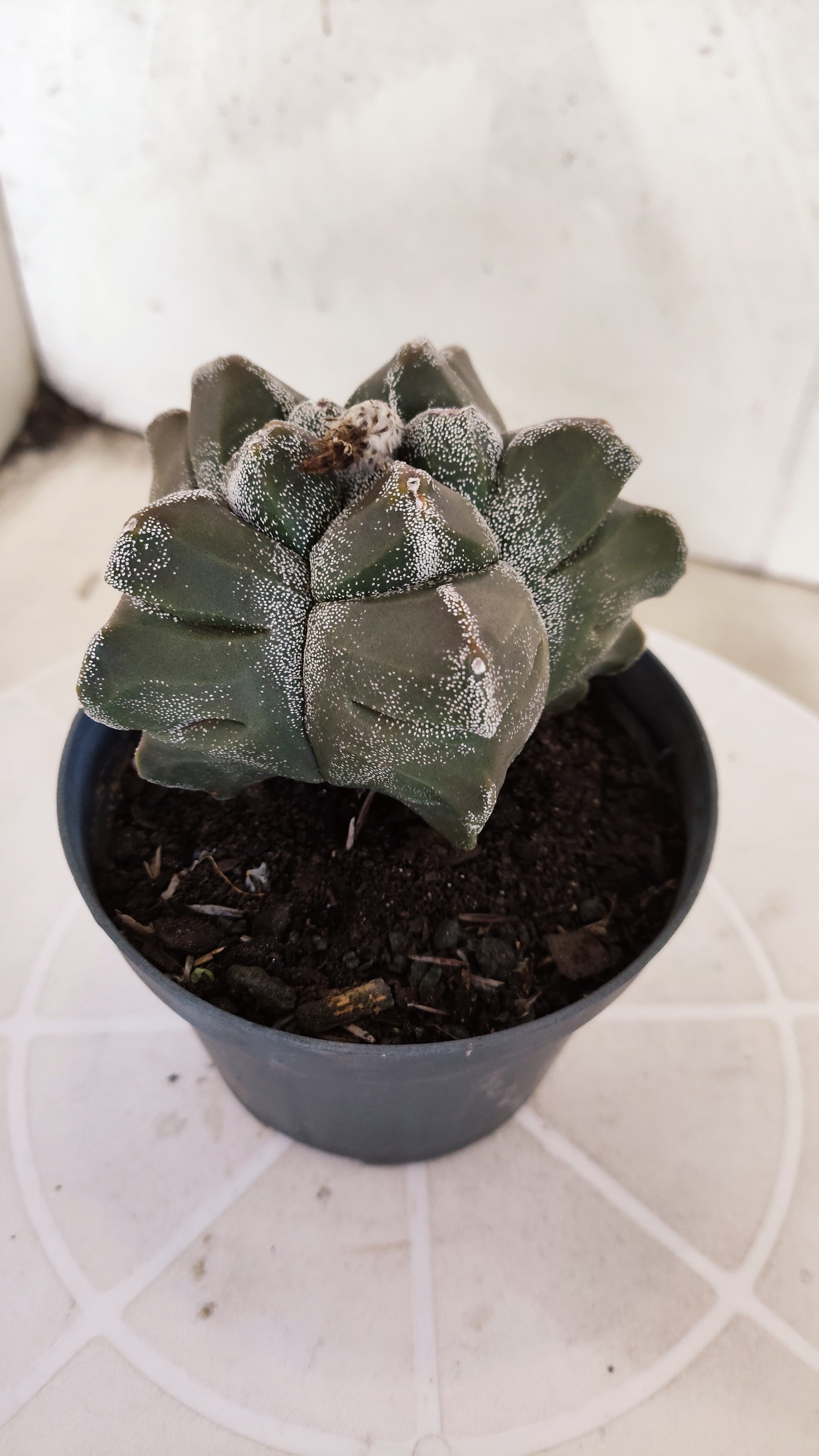 MATRIZ ASTROPHYTUM cv KIKKO   Nº 1333 – vaso 11