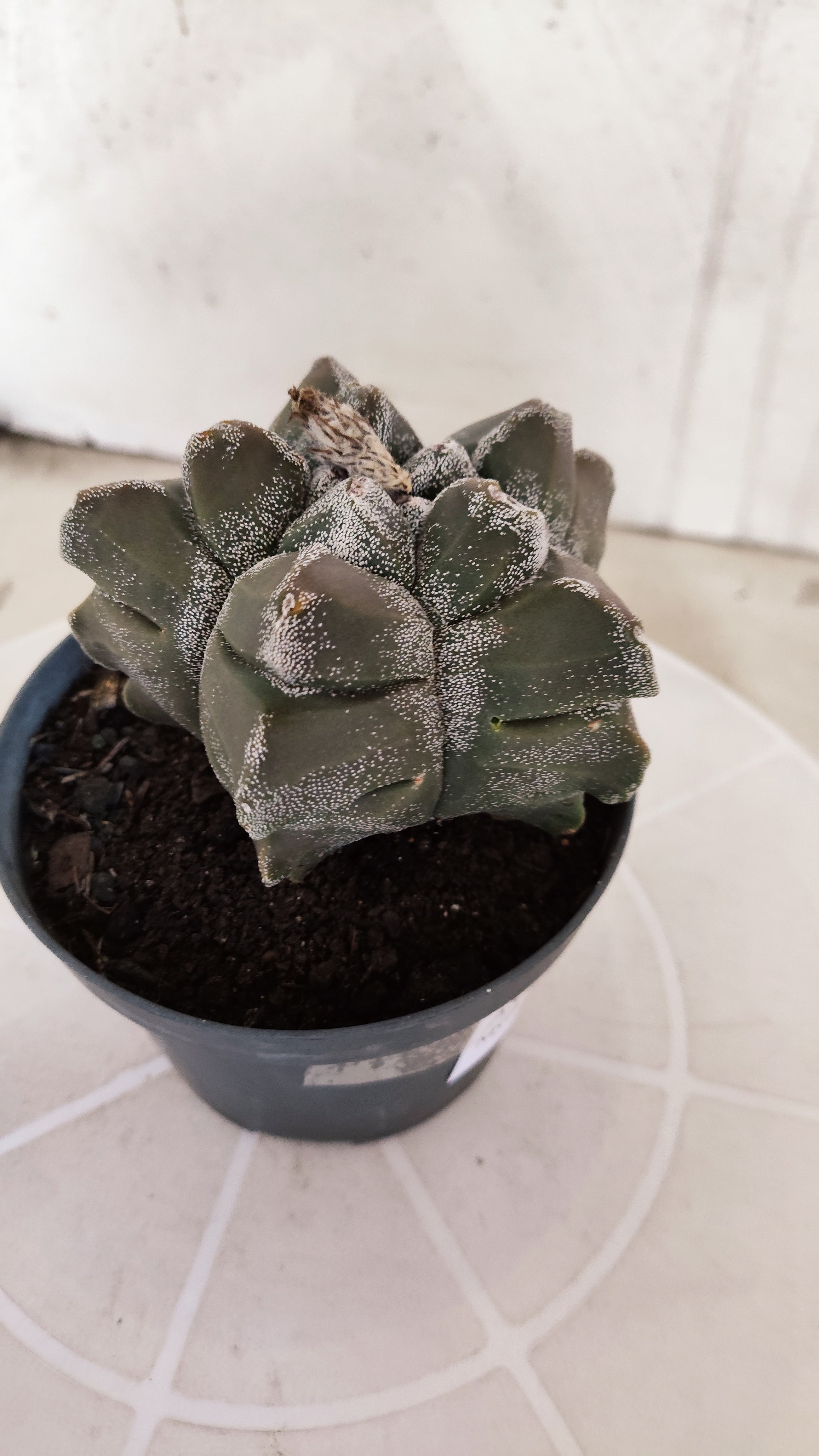 MATRIZ ASTROPHYTUM cv KIKKO   Nº 1333 – vaso 11