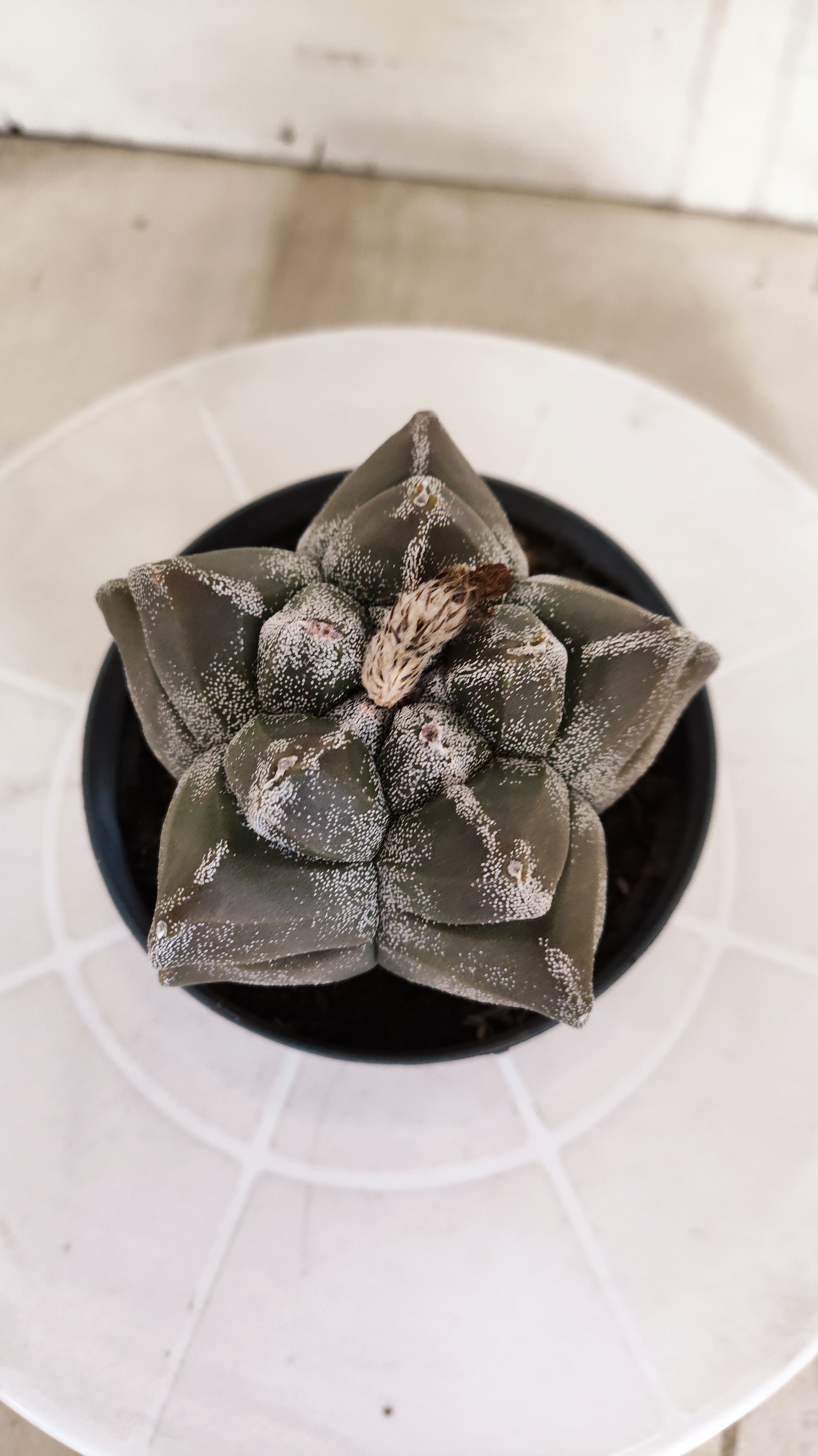 MATRIZ ASTROPHYTUM cv KIKKO   Nº 1333 – vaso 11