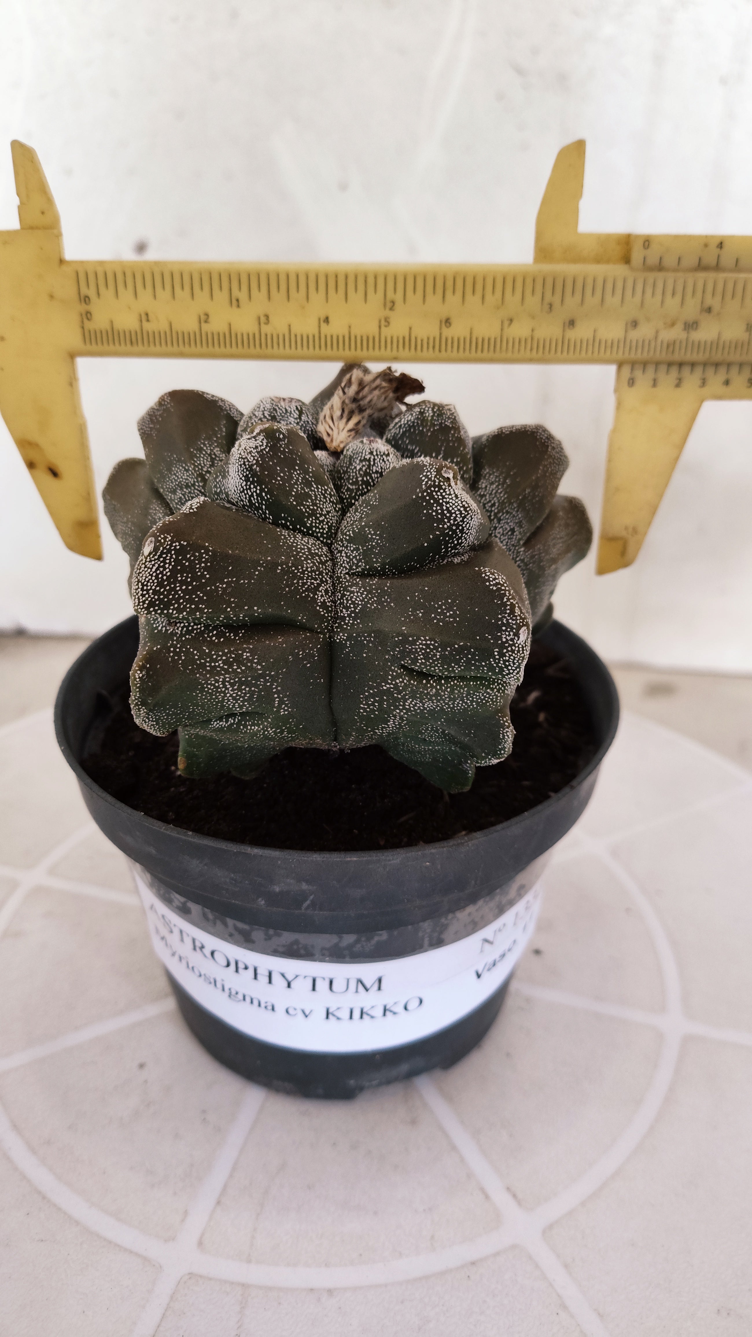 MATRIZ ASTROPHYTUM cv KIKKO   Nº 1333 – vaso 11
