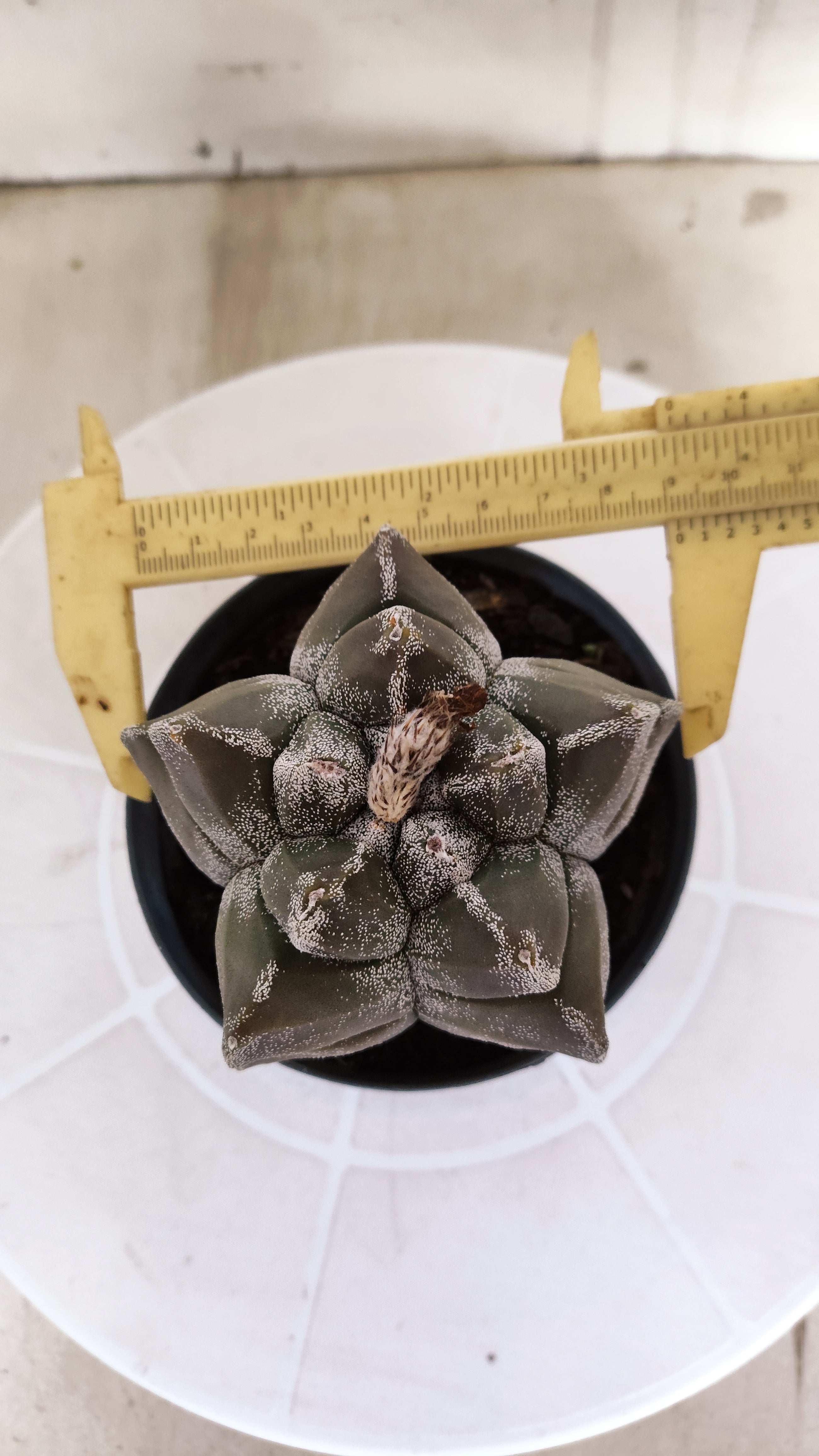 MATRIZ ASTROPHYTUM cv KIKKO   Nº 1333 – vaso 11
