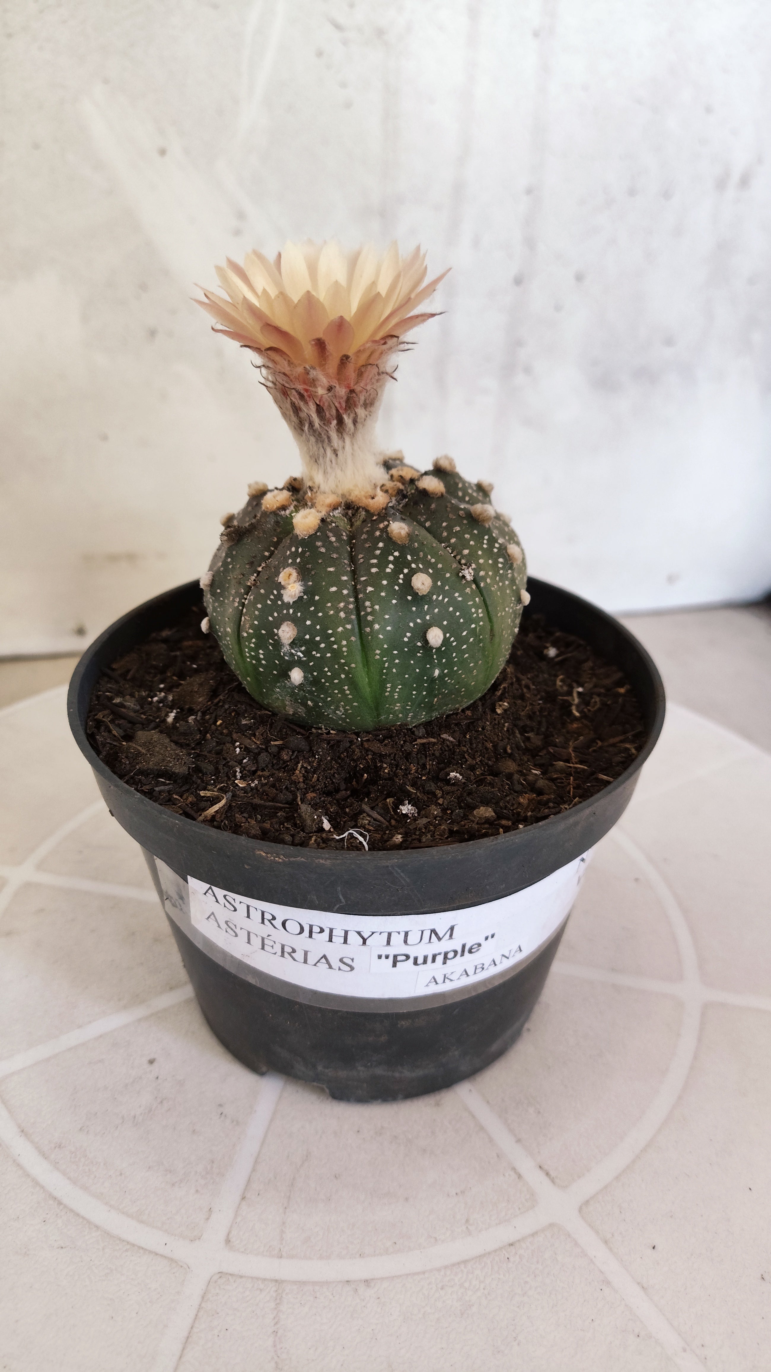ASTROPHYTUM ASTERIAS “Purple AKABANA”  Nº 1070 – vaso 11