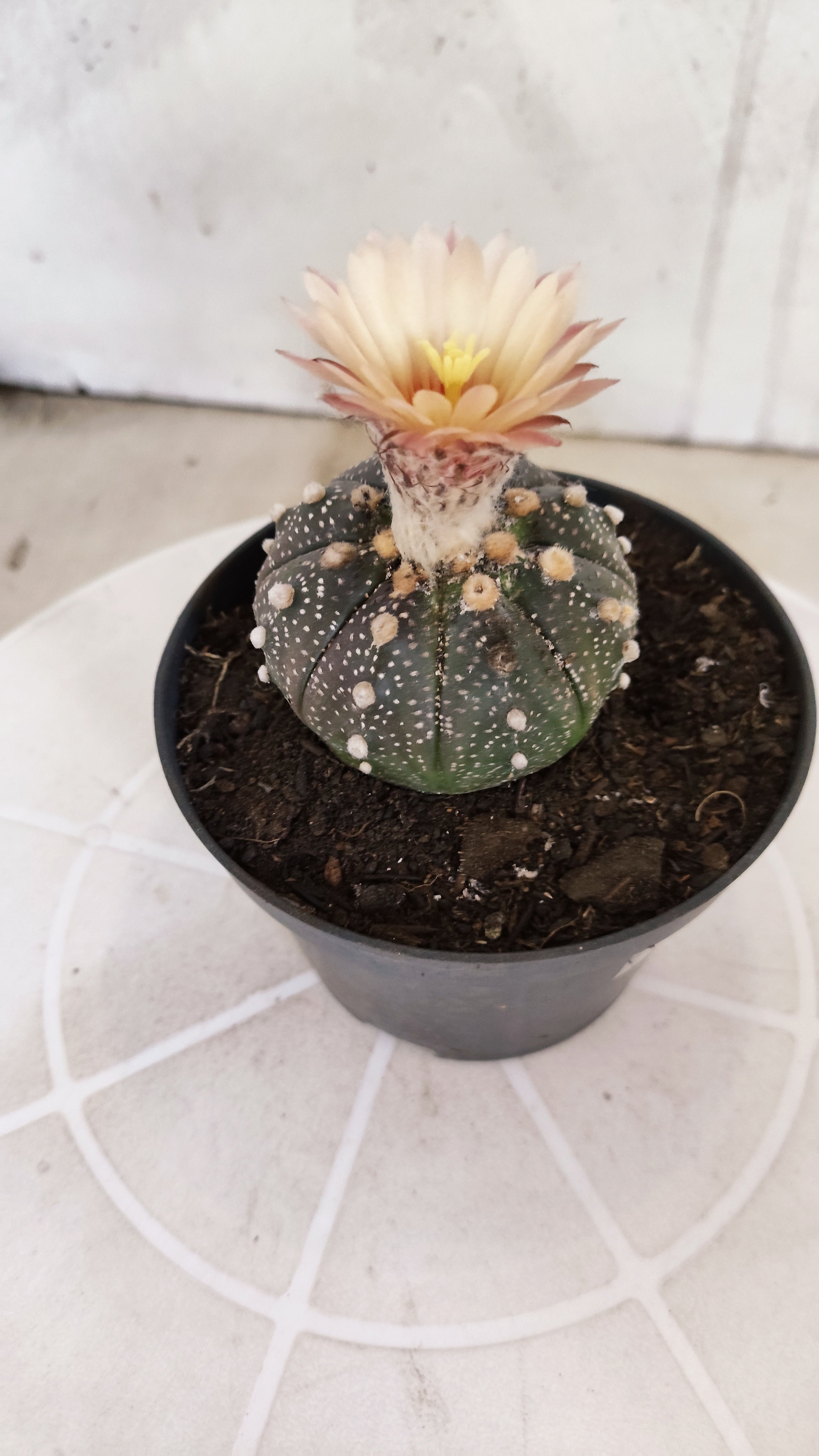 ASTROPHYTUM ASTERIAS “Purple AKABANA”  Nº 1070 – vaso 11