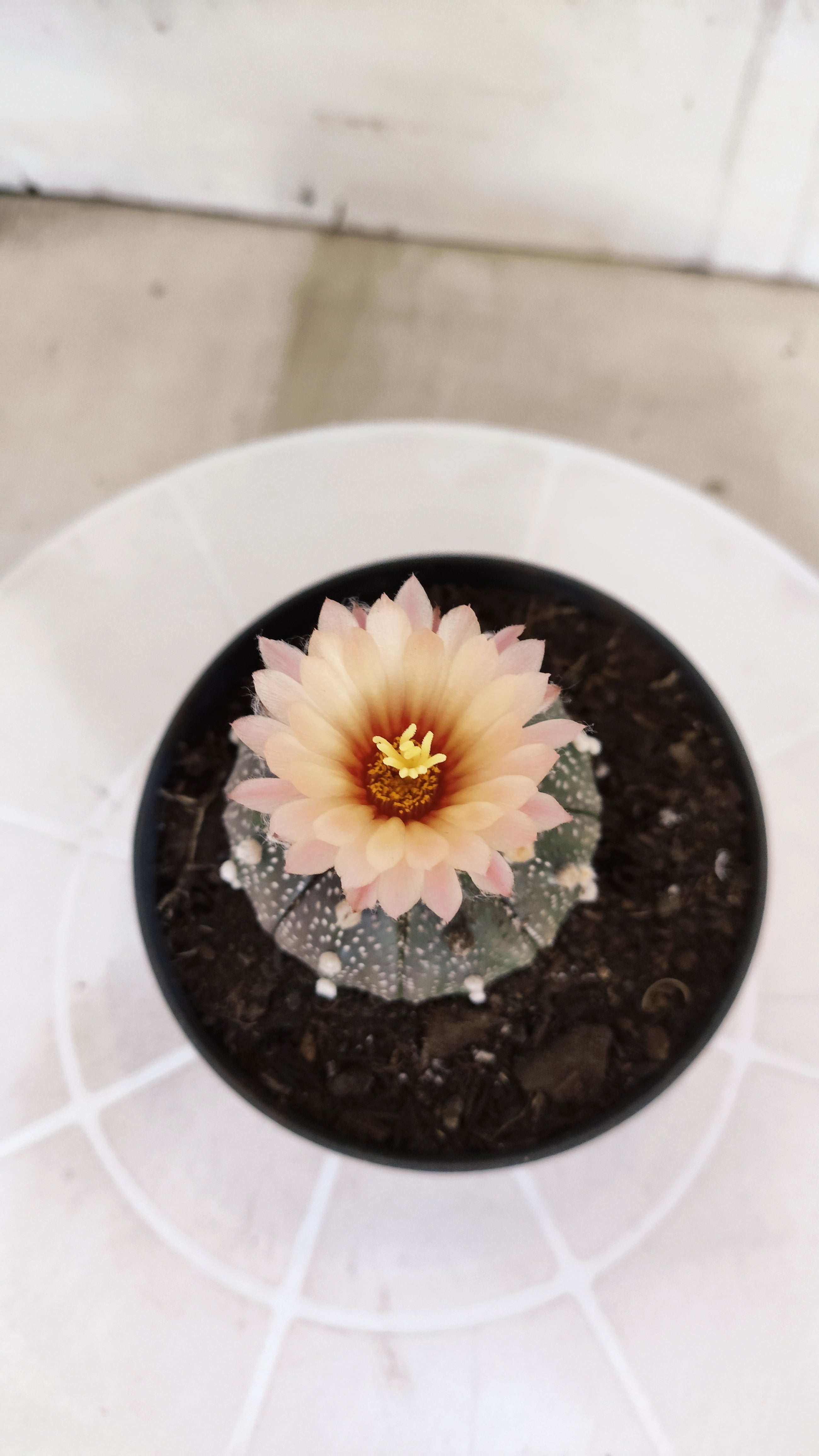 ASTROPHYTUM ASTERIAS “Purple AKABANA”  Nº 1070 – vaso 11