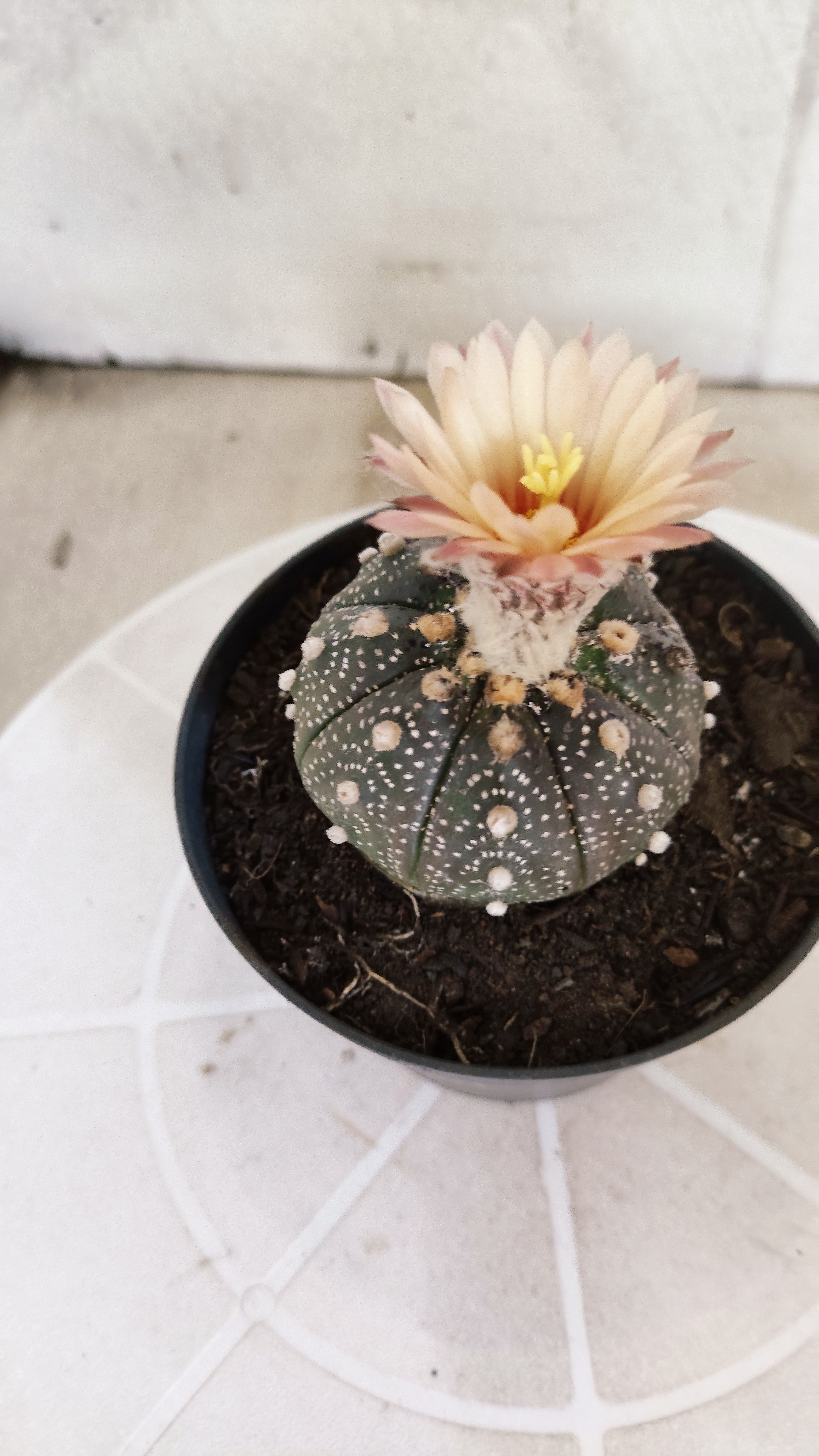ASTROPHYTUM ASTERIAS “Purple AKABANA”  Nº 1070 – vaso 11