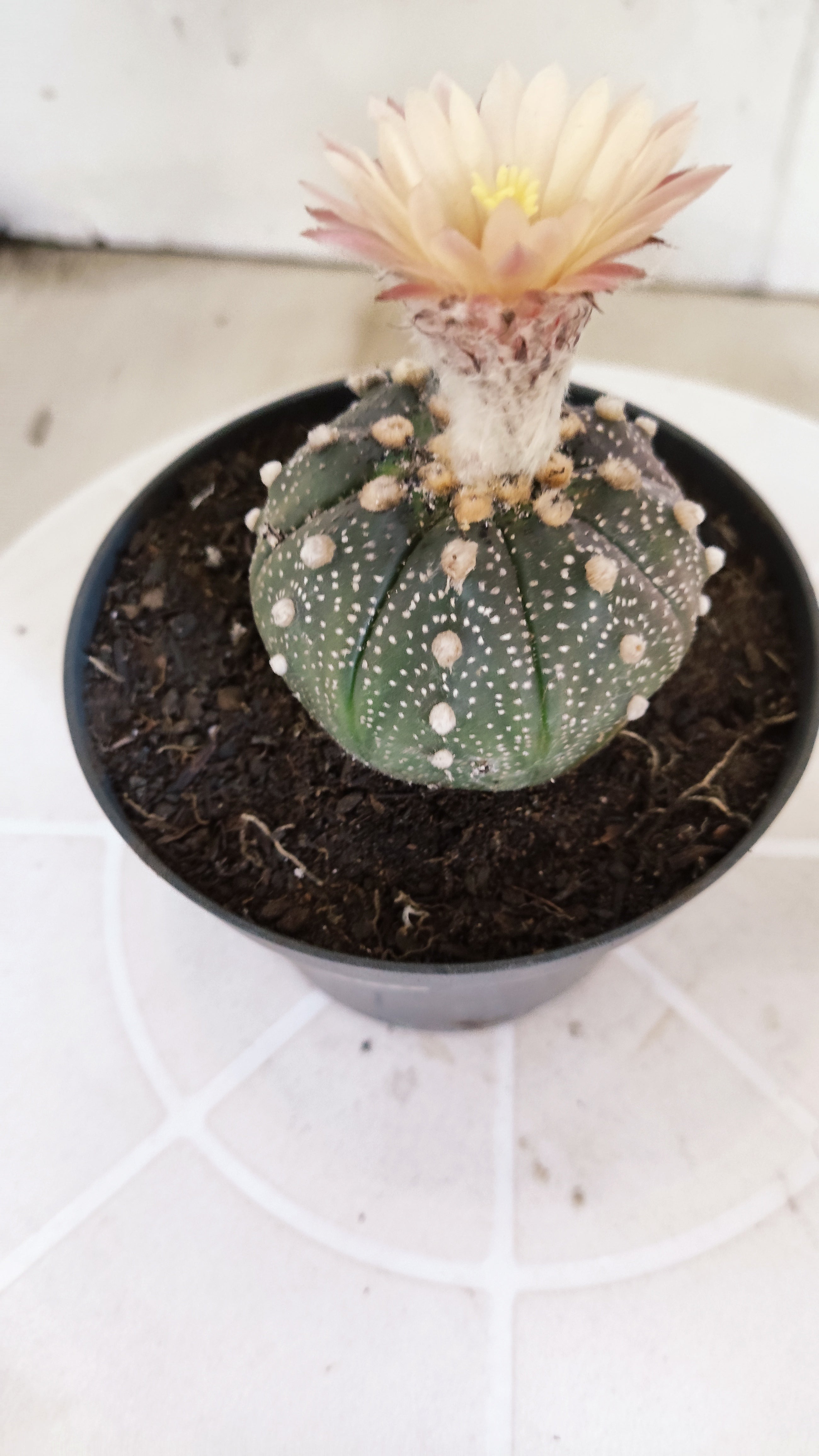 ASTROPHYTUM ASTERIAS “Purple AKABANA”  Nº 1070 – vaso 11