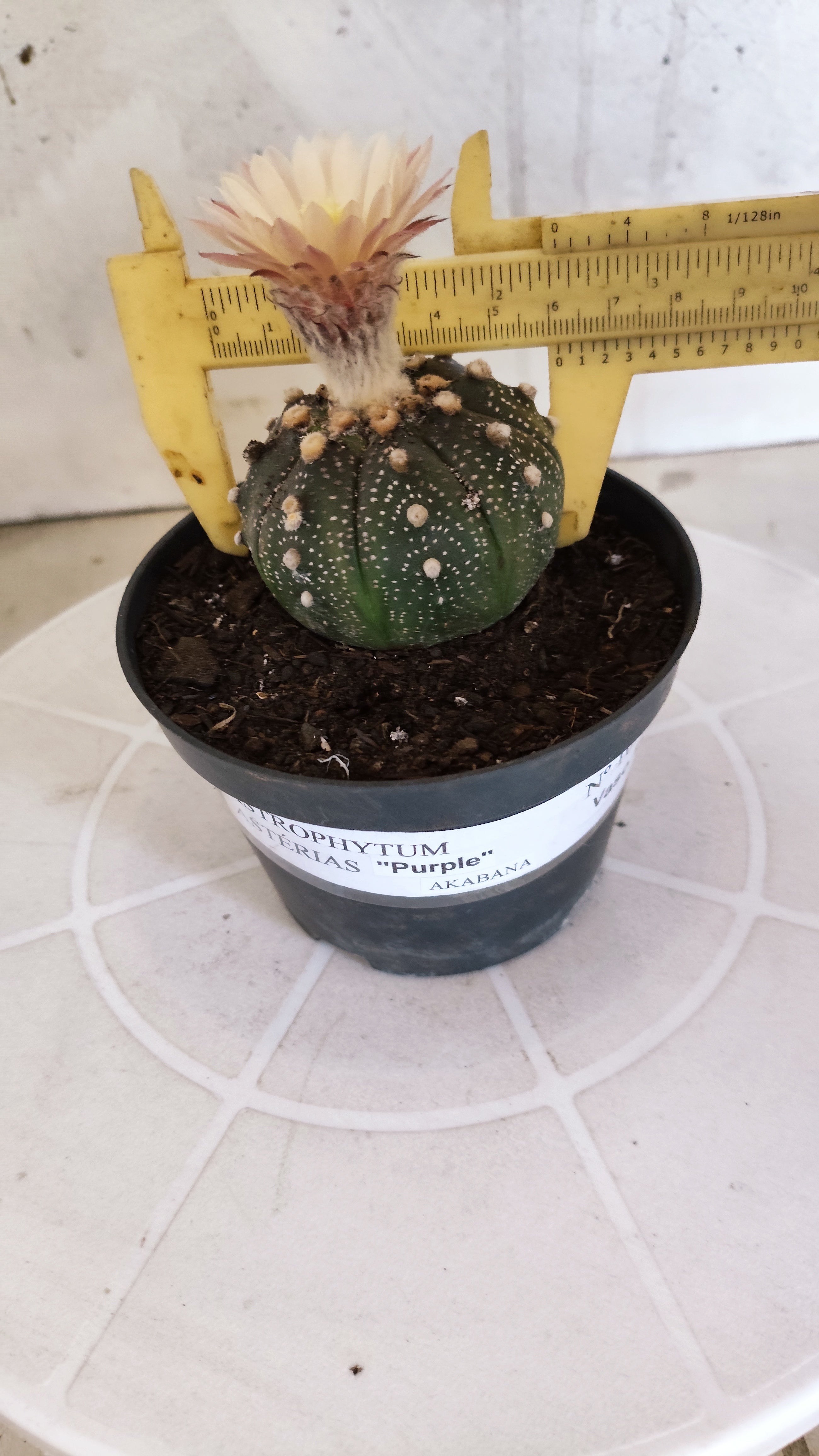 ASTROPHYTUM ASTERIAS “Purple AKABANA”  Nº 1070 – vaso 11