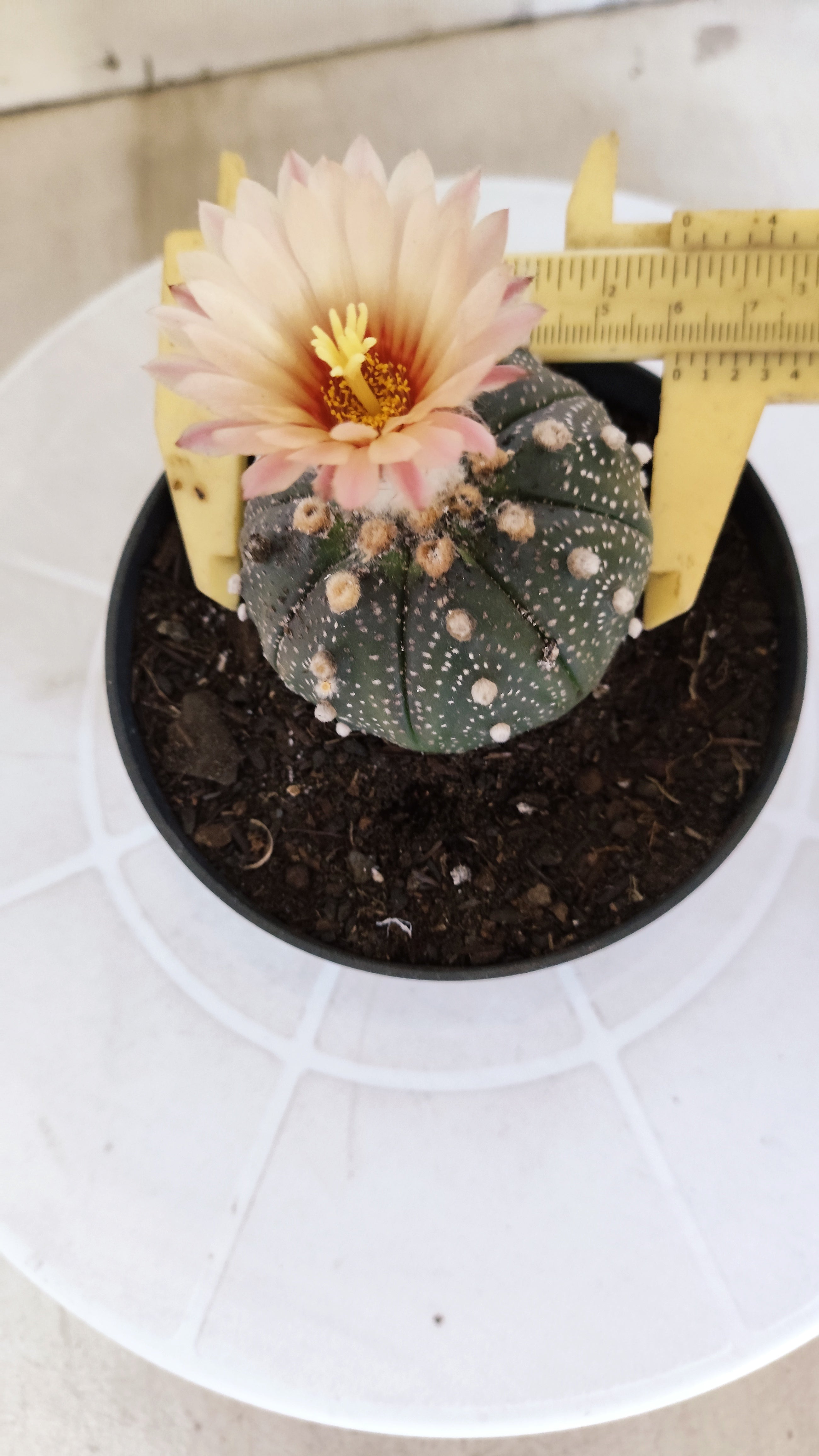 ASTROPHYTUM ASTERIAS “Purple AKABANA”  Nº 1070 – vaso 11