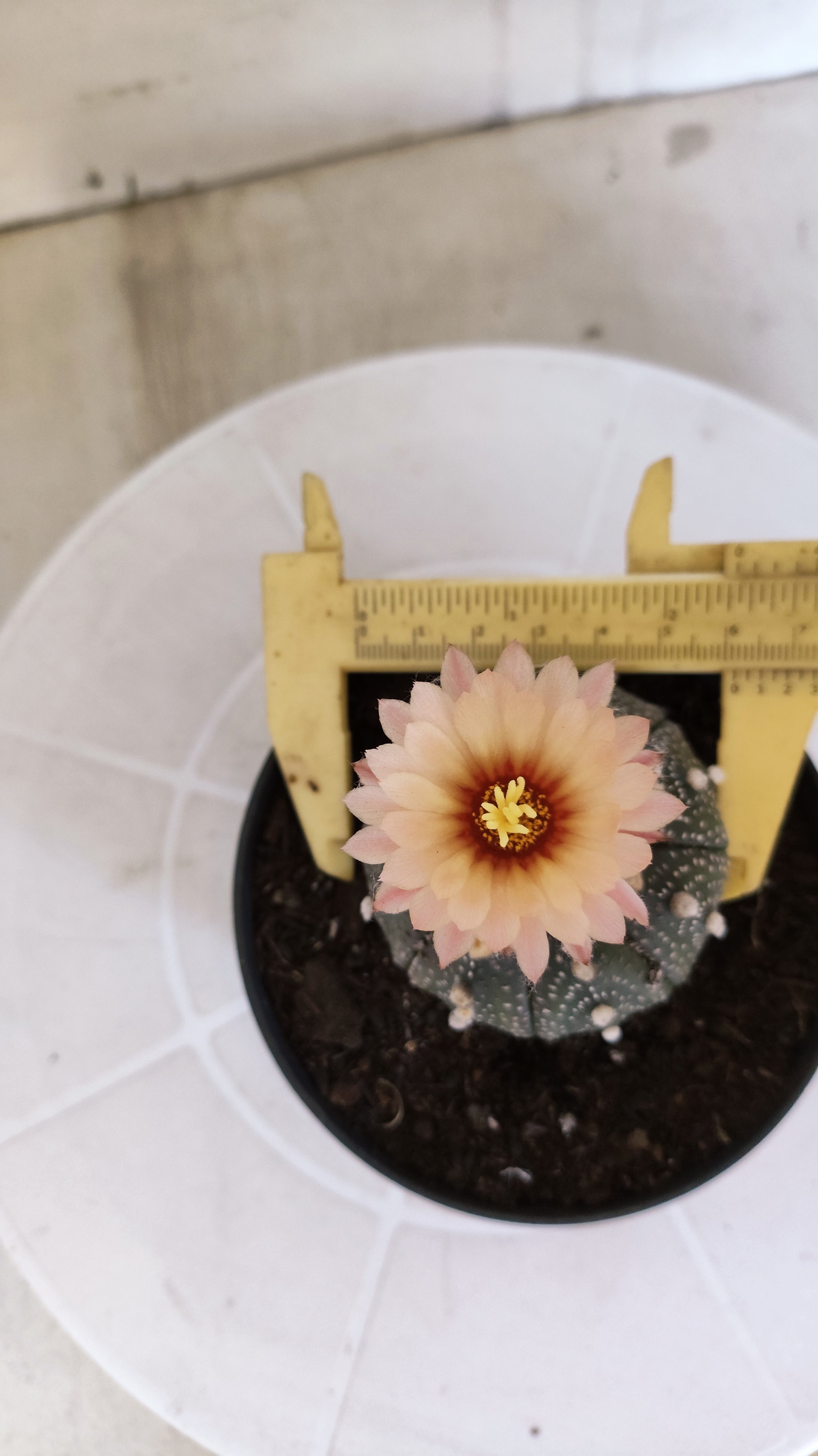 ASTROPHYTUM ASTERIAS “Purple AKABANA”  Nº 1070 – vaso 11