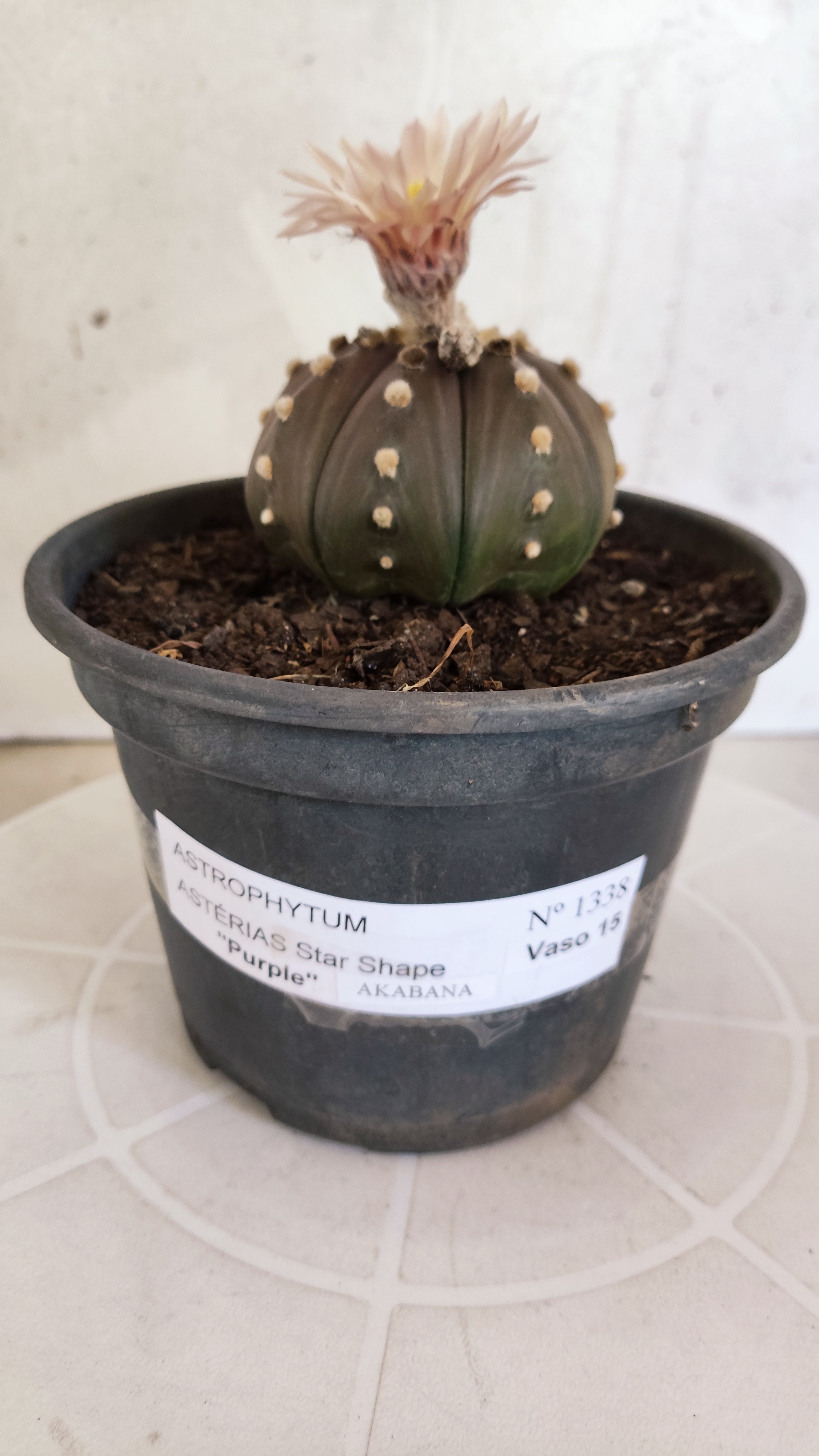 ASTROPHYTUM ASTERIAS STAR SHAPE "Purple AKABANA"Nº 1338  – vaso 15