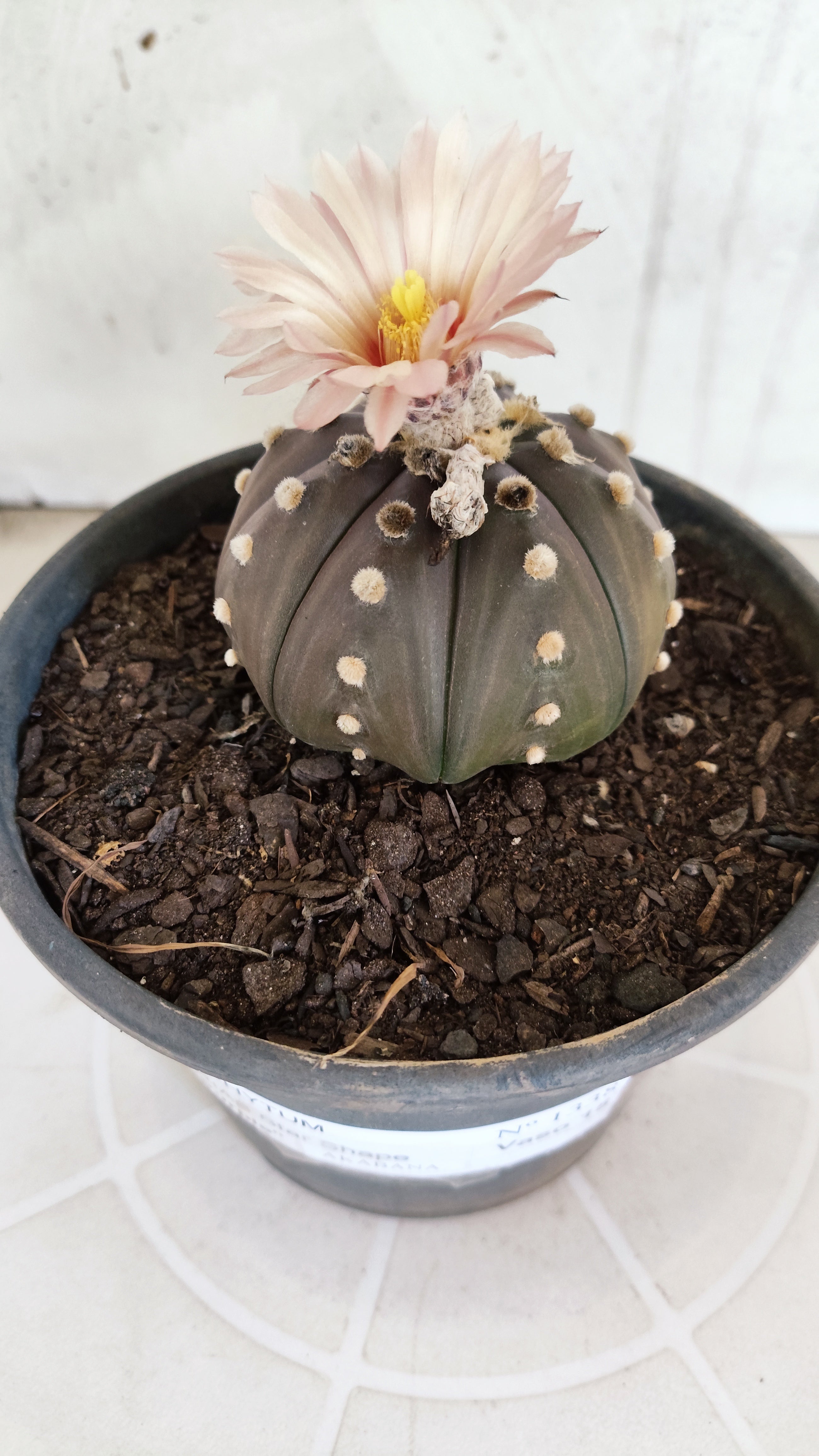 ASTROPHYTUM ASTERIAS STAR SHAPE "Purple AKABANA"Nº 1338  – vaso 15