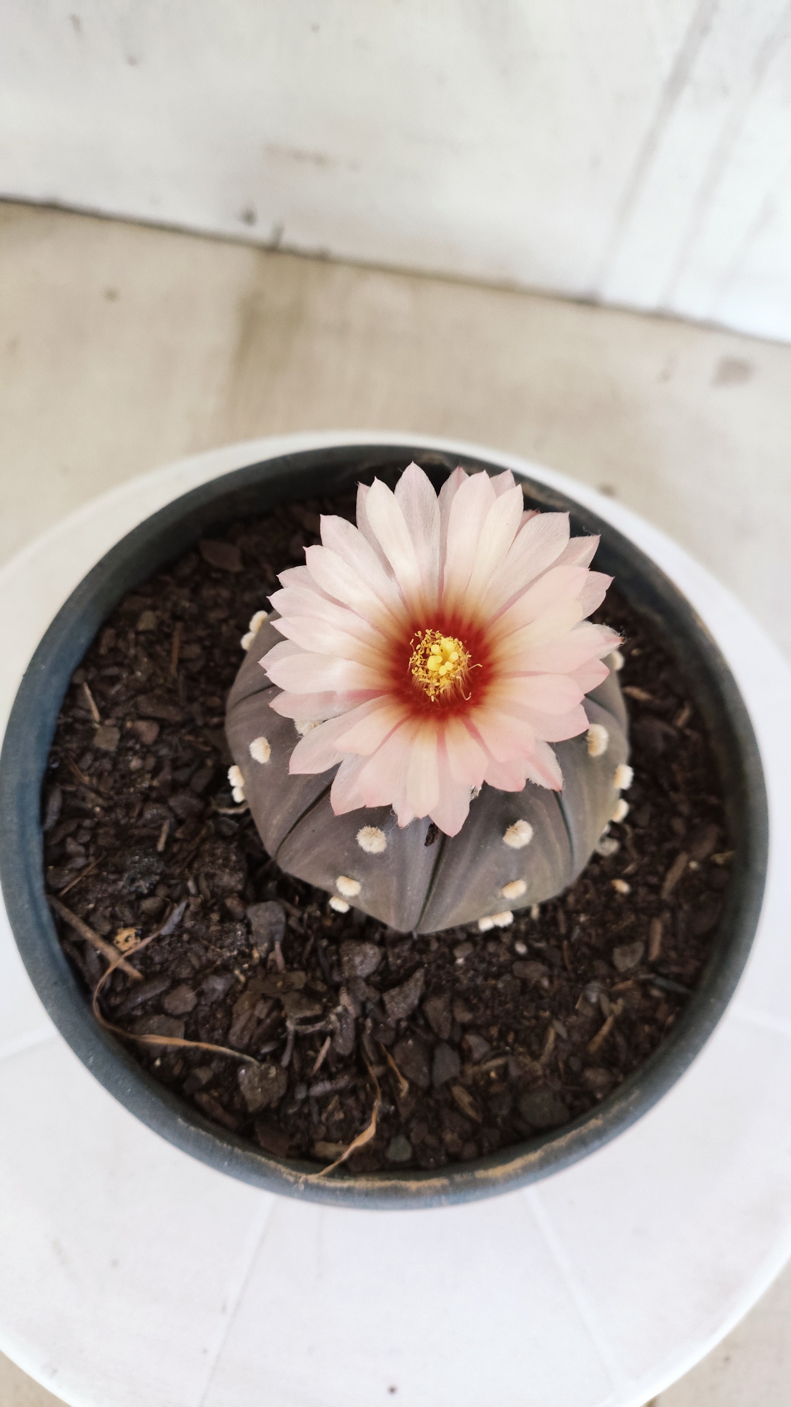 ASTROPHYTUM ASTERIAS STAR SHAPE "Purple AKABANA"Nº 1338  – vaso 15
