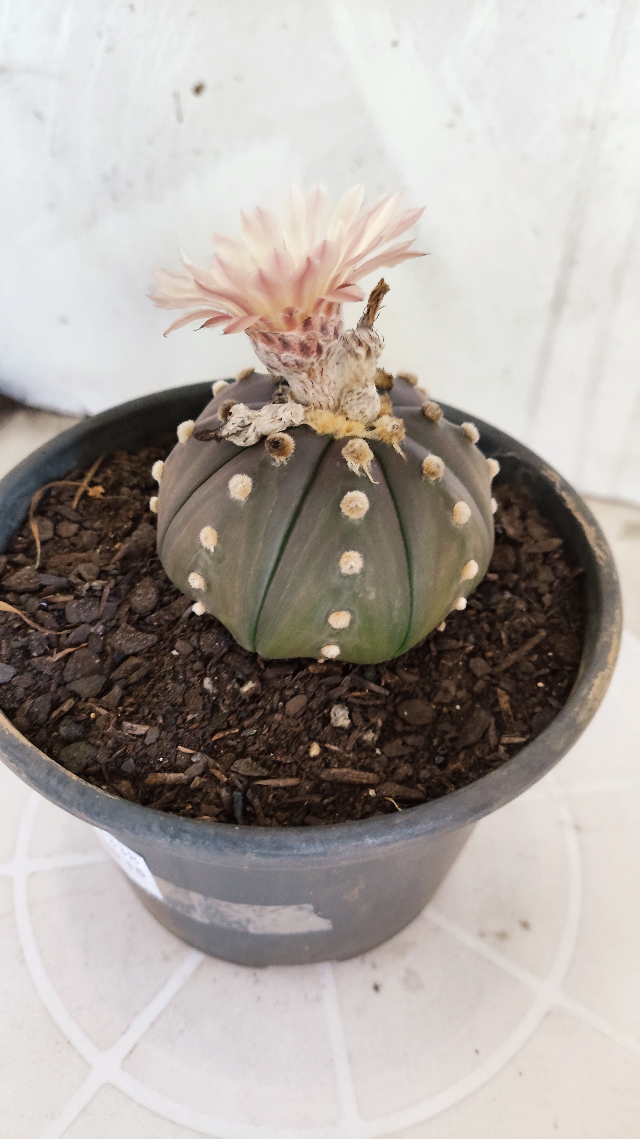 ASTROPHYTUM ASTERIAS STAR SHAPE "Purple AKABANA"Nº 1338  – vaso 15