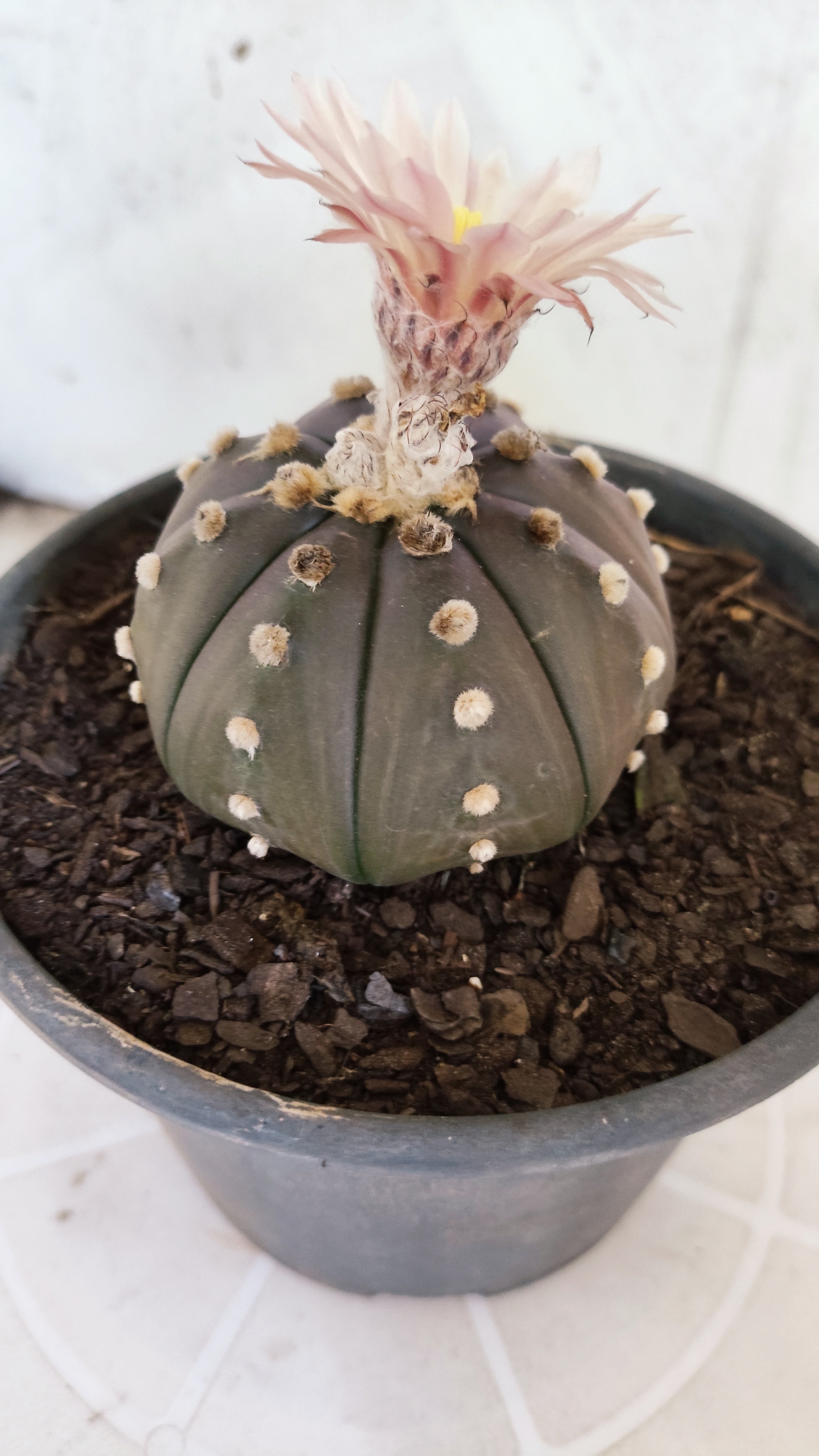ASTROPHYTUM ASTERIAS STAR SHAPE "Purple AKABANA"Nº 1338  – vaso 15