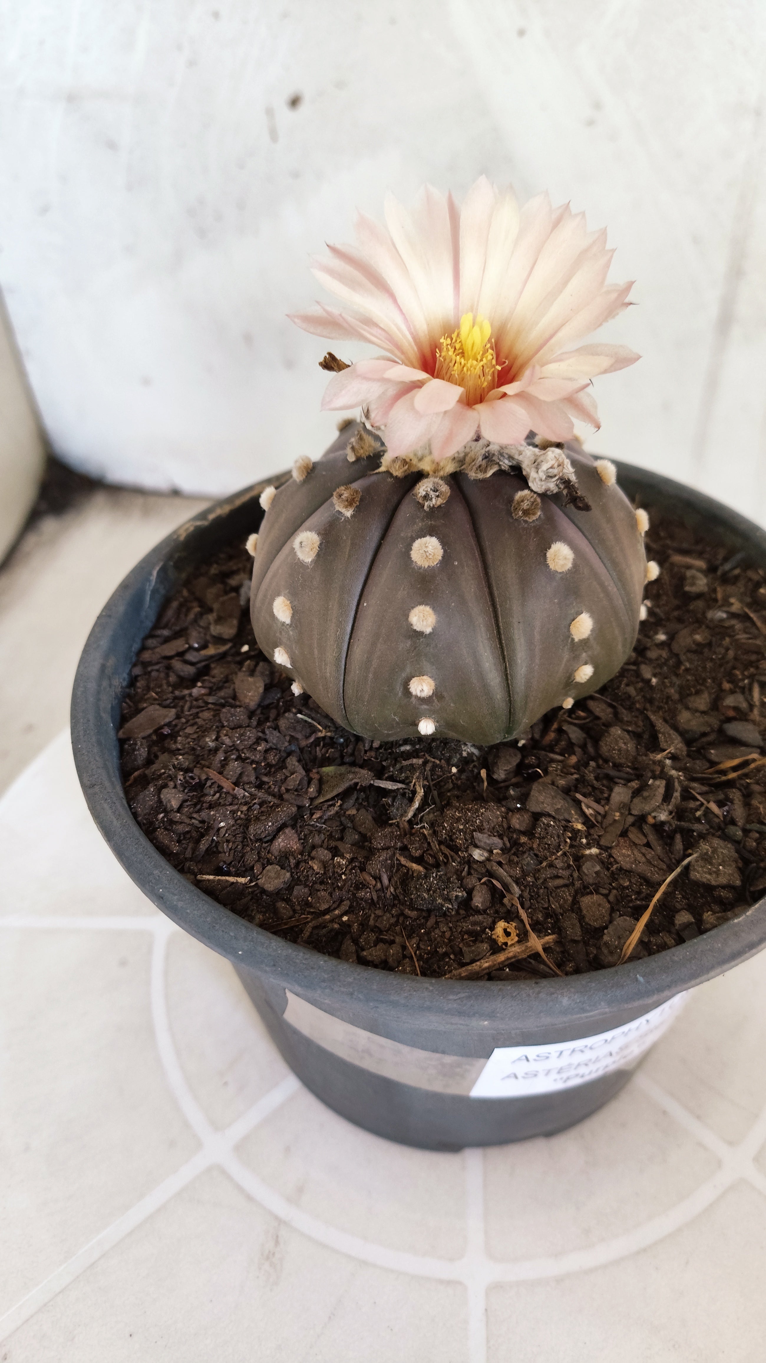 ASTROPHYTUM ASTERIAS STAR SHAPE "Purple AKABANA"Nº 1338  – vaso 15