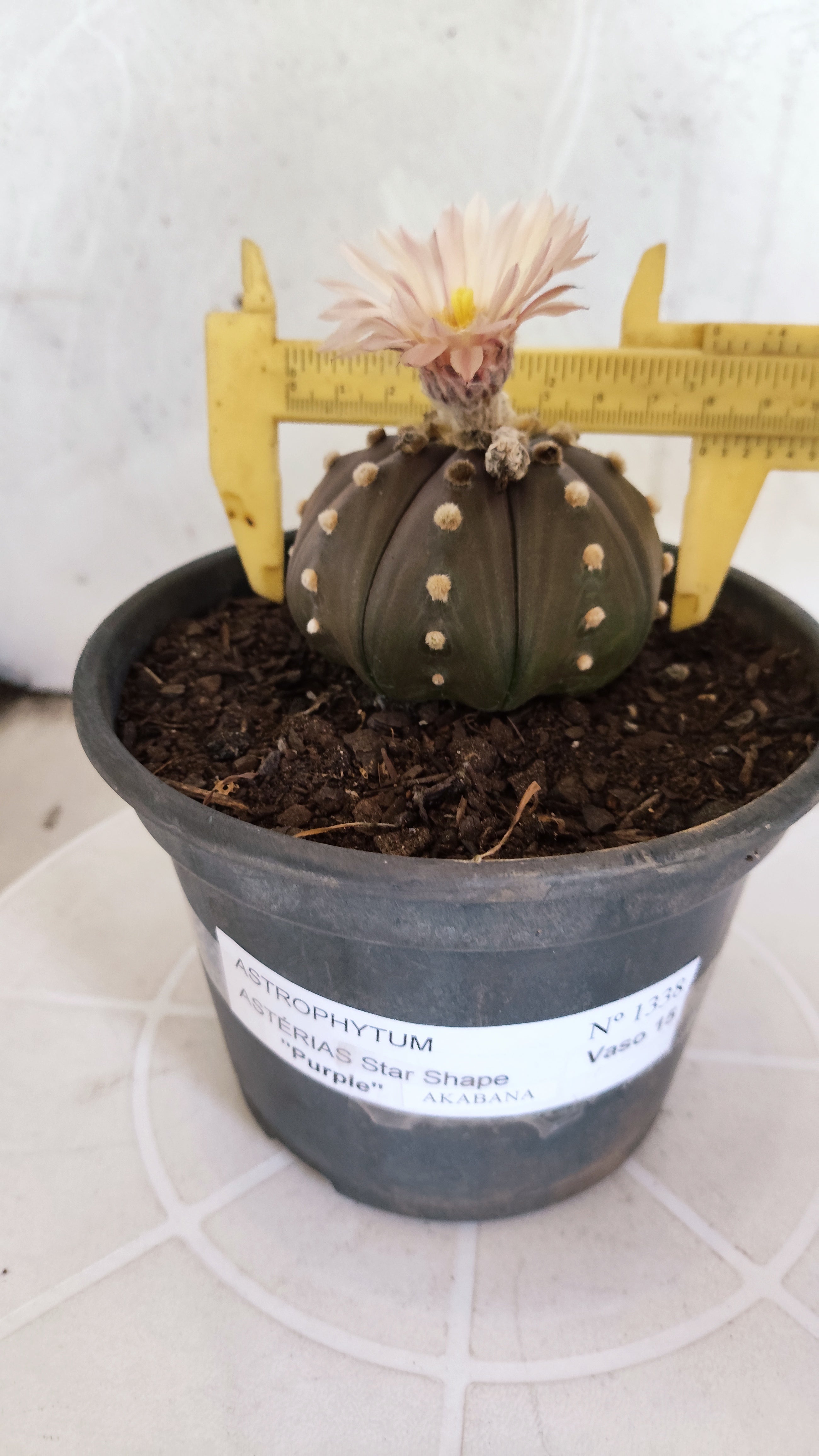 ASTROPHYTUM ASTERIAS STAR SHAPE "Purple AKABANA"Nº 1338  – vaso 15