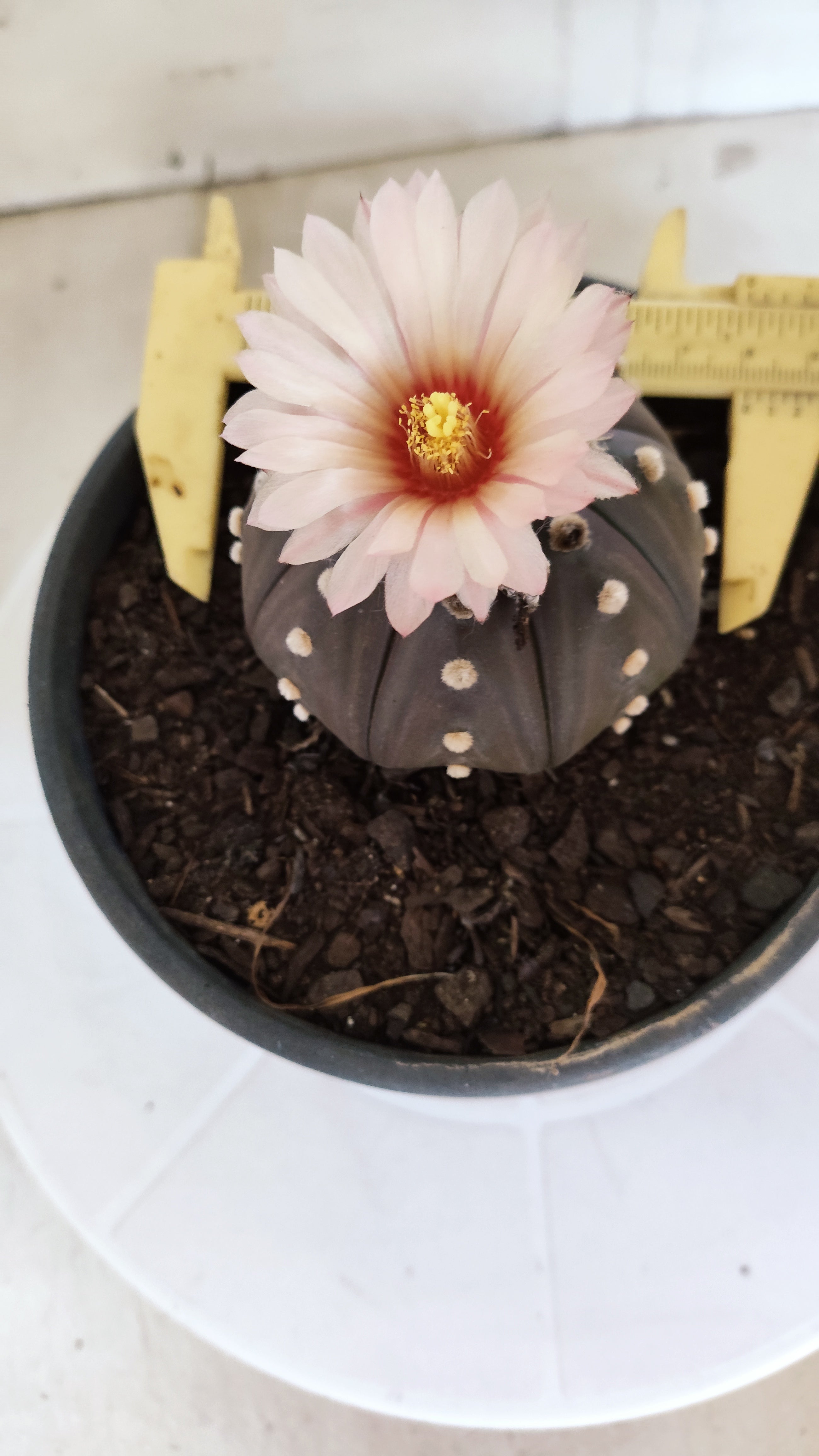 ASTROPHYTUM ASTERIAS STAR SHAPE "Purple AKABANA"Nº 1338  – vaso 15