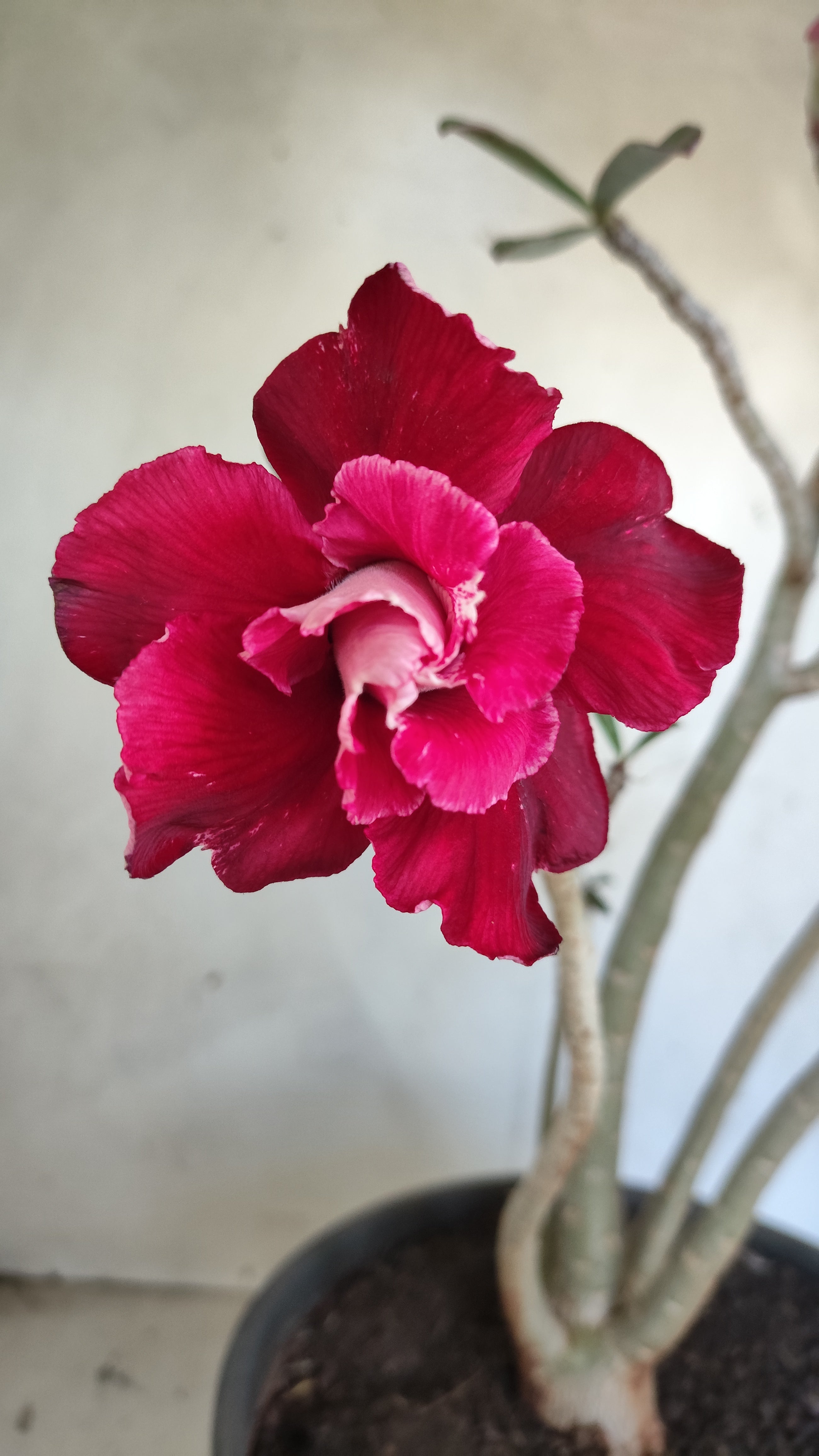 Planta Dobrada 3975 – 35cm – 03 anos