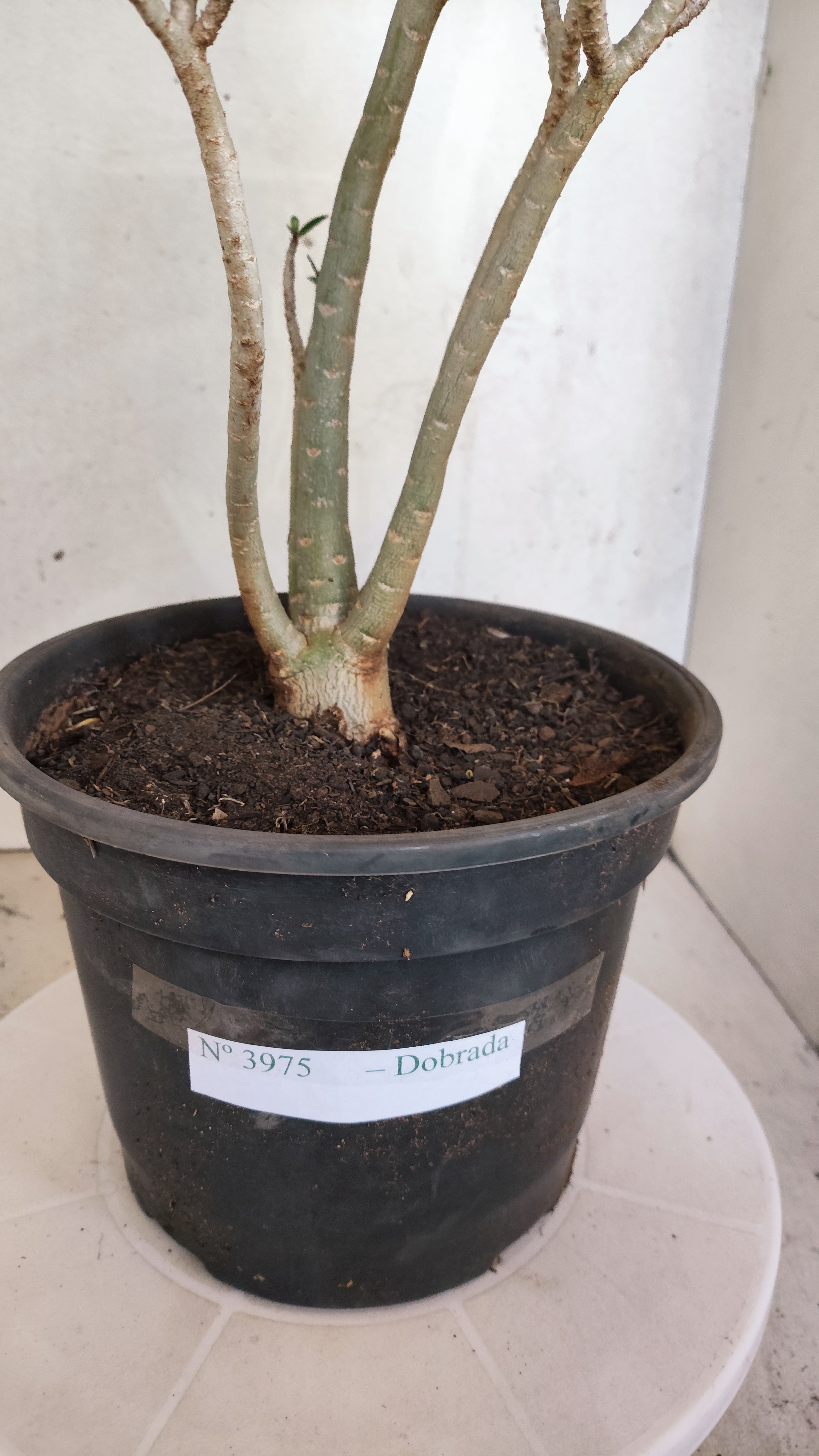 Planta Dobrada 3975 – 35cm – 03 anos