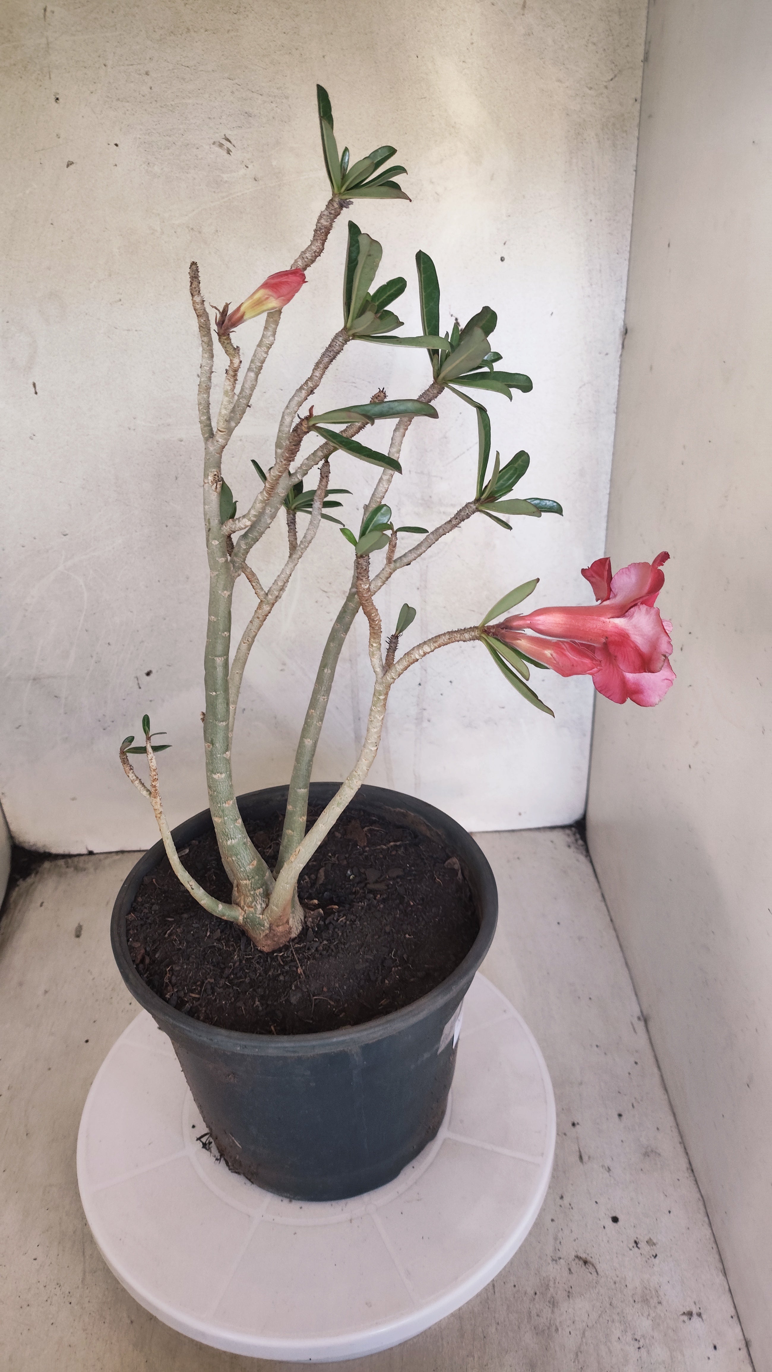 Planta Dobrada 3975 – 35cm – 03 anos