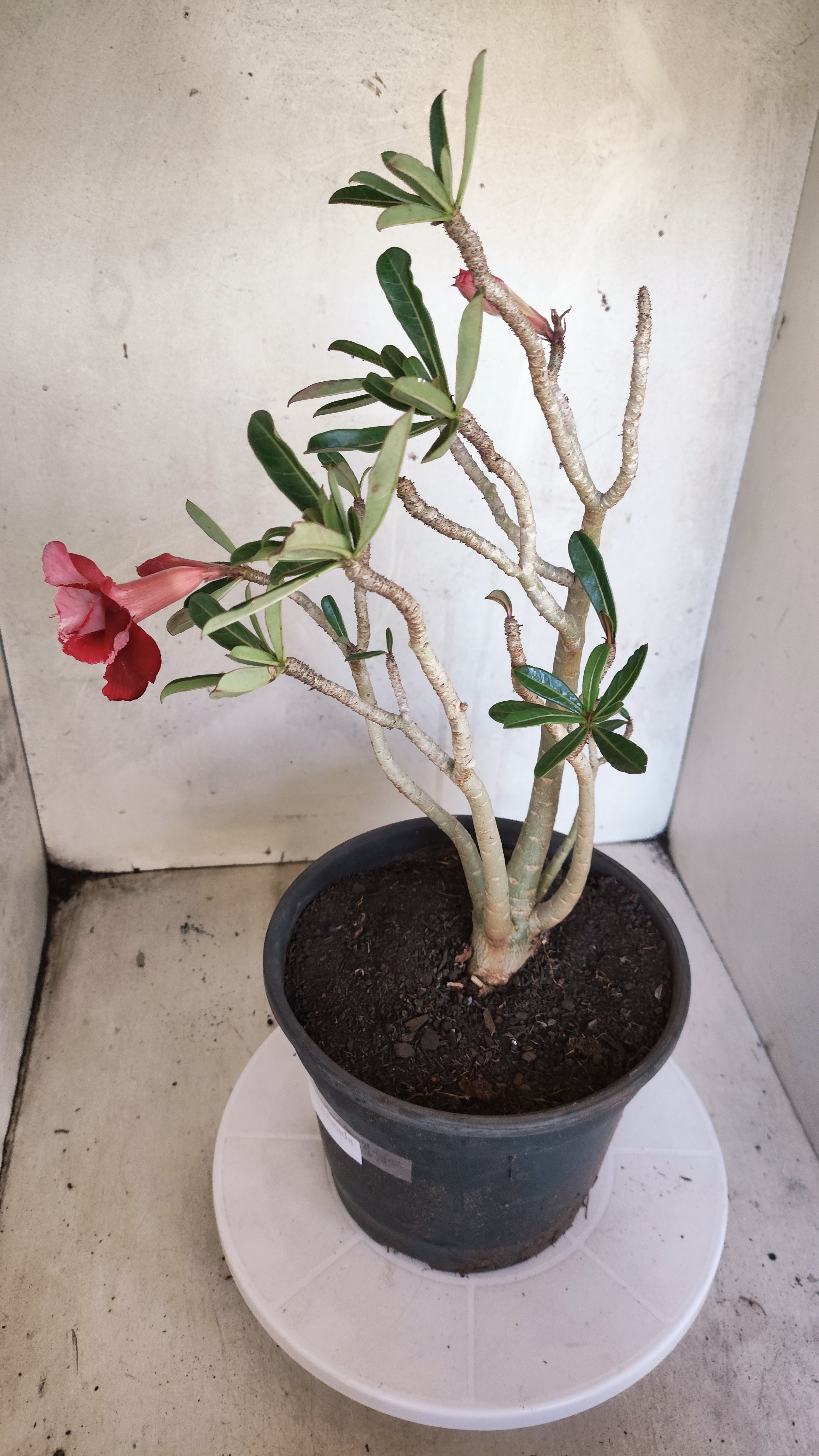 Planta Dobrada 3975 – 35cm – 03 anos