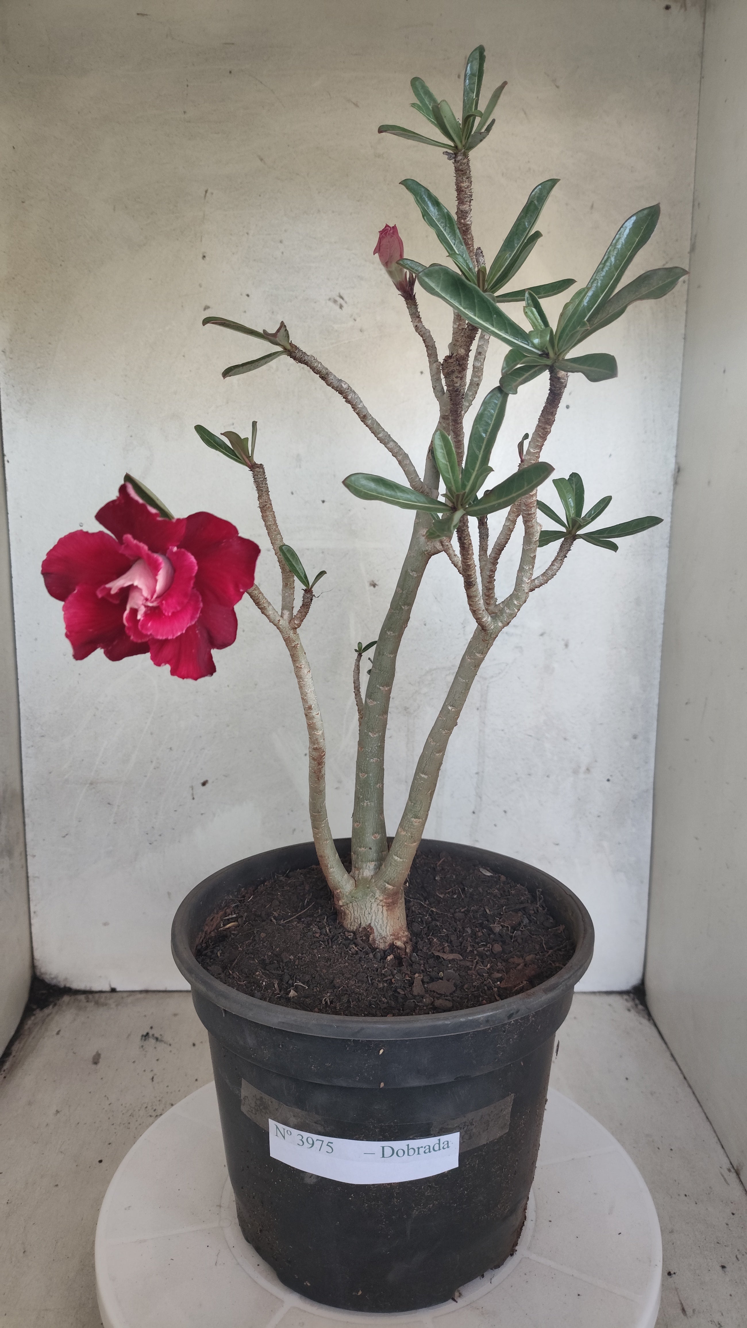 Planta Dobrada 3975 – 35cm – 03 anos