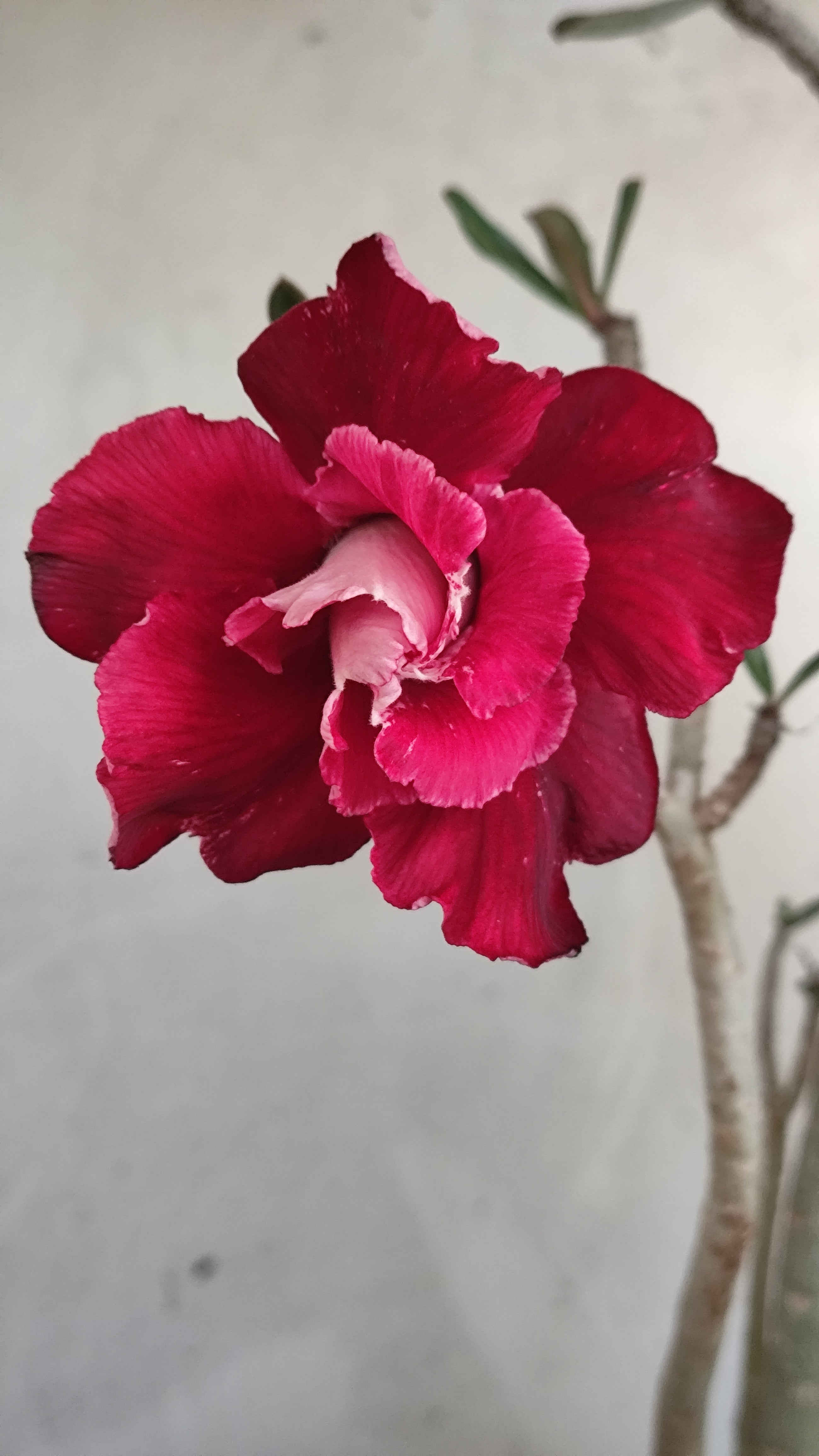 Planta Dobrada 3975 – 35cm – 03 anos