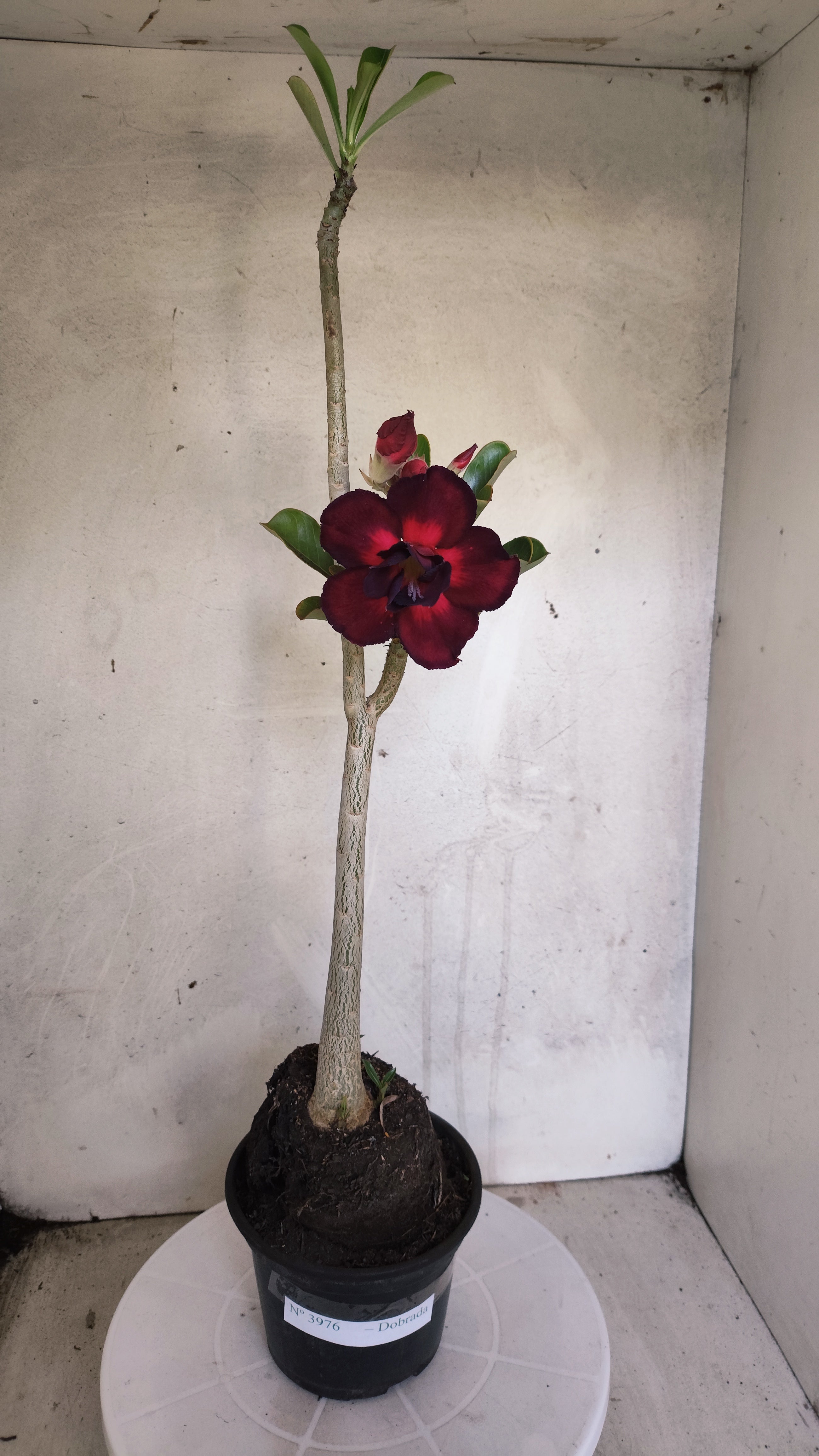Planta Dobrada 3976 – 35cm – 03 anos