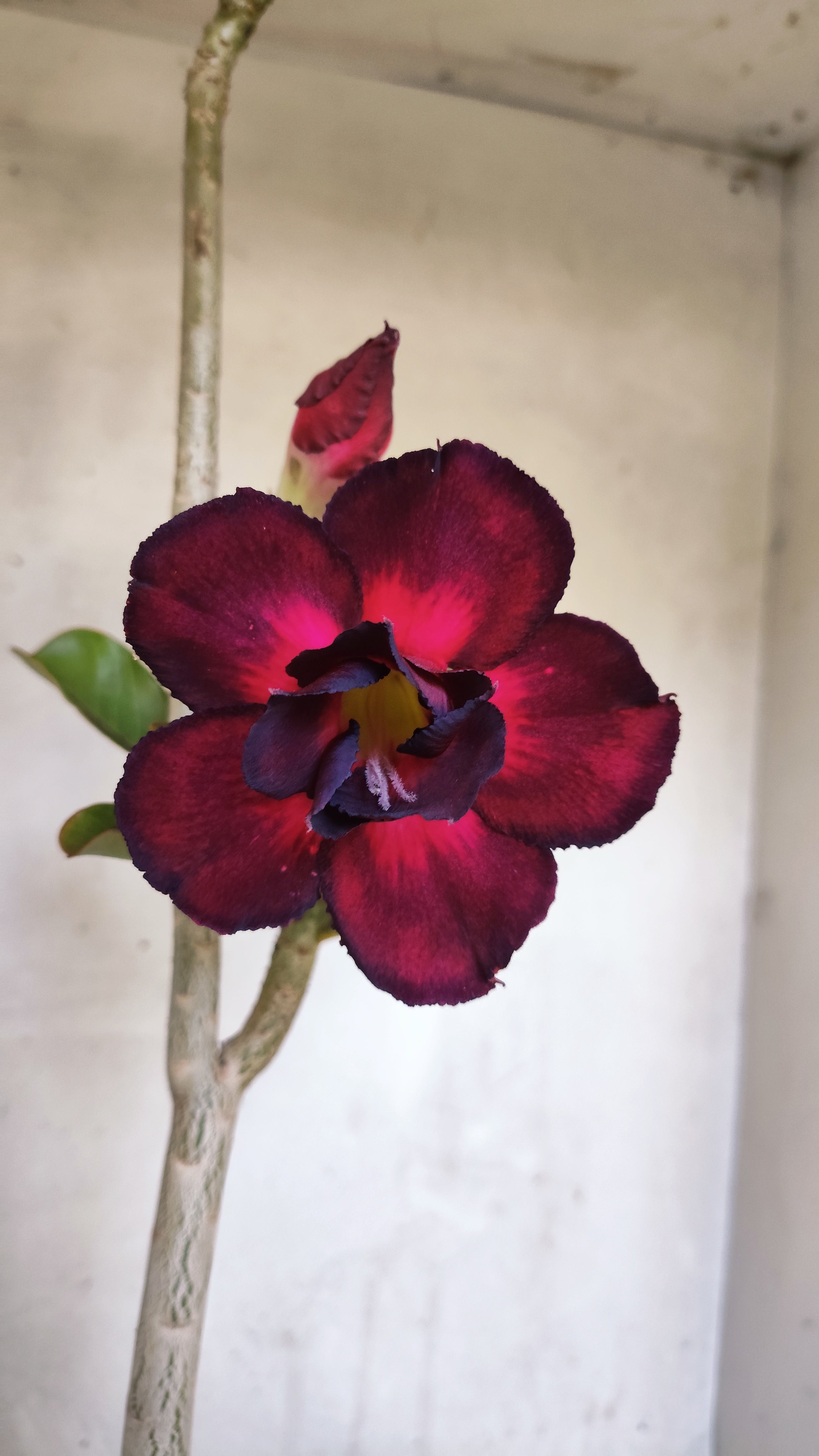 Planta Dobrada 3976 – 35cm – 03 anos