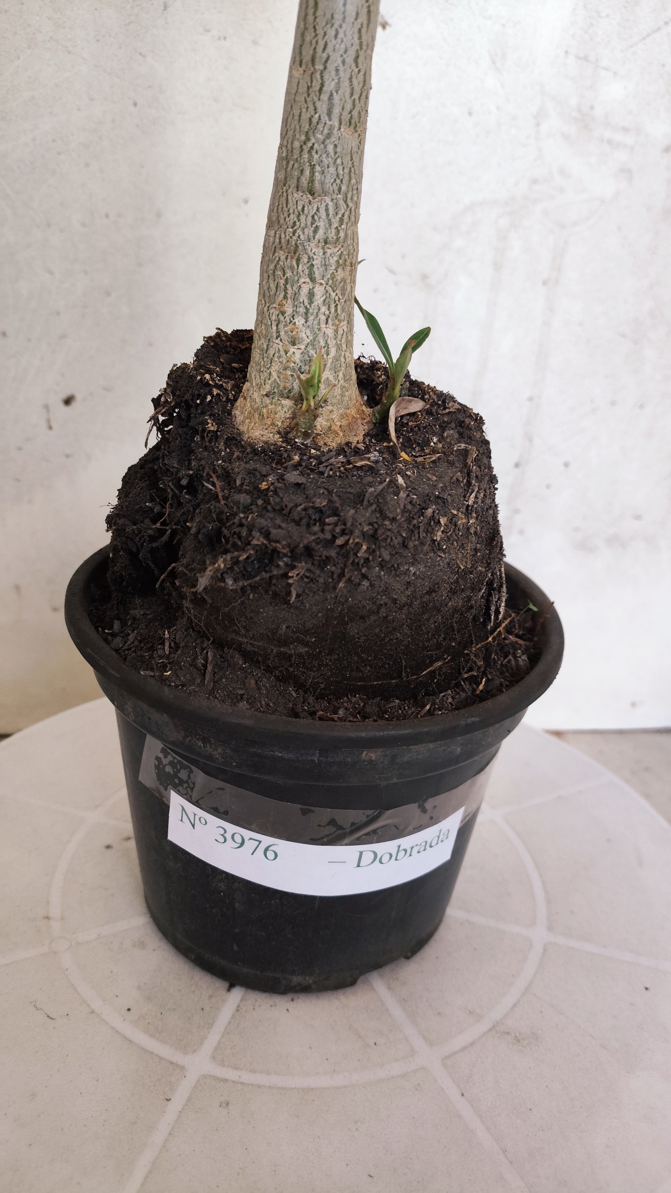 Planta Dobrada 3976 – 35cm – 03 anos