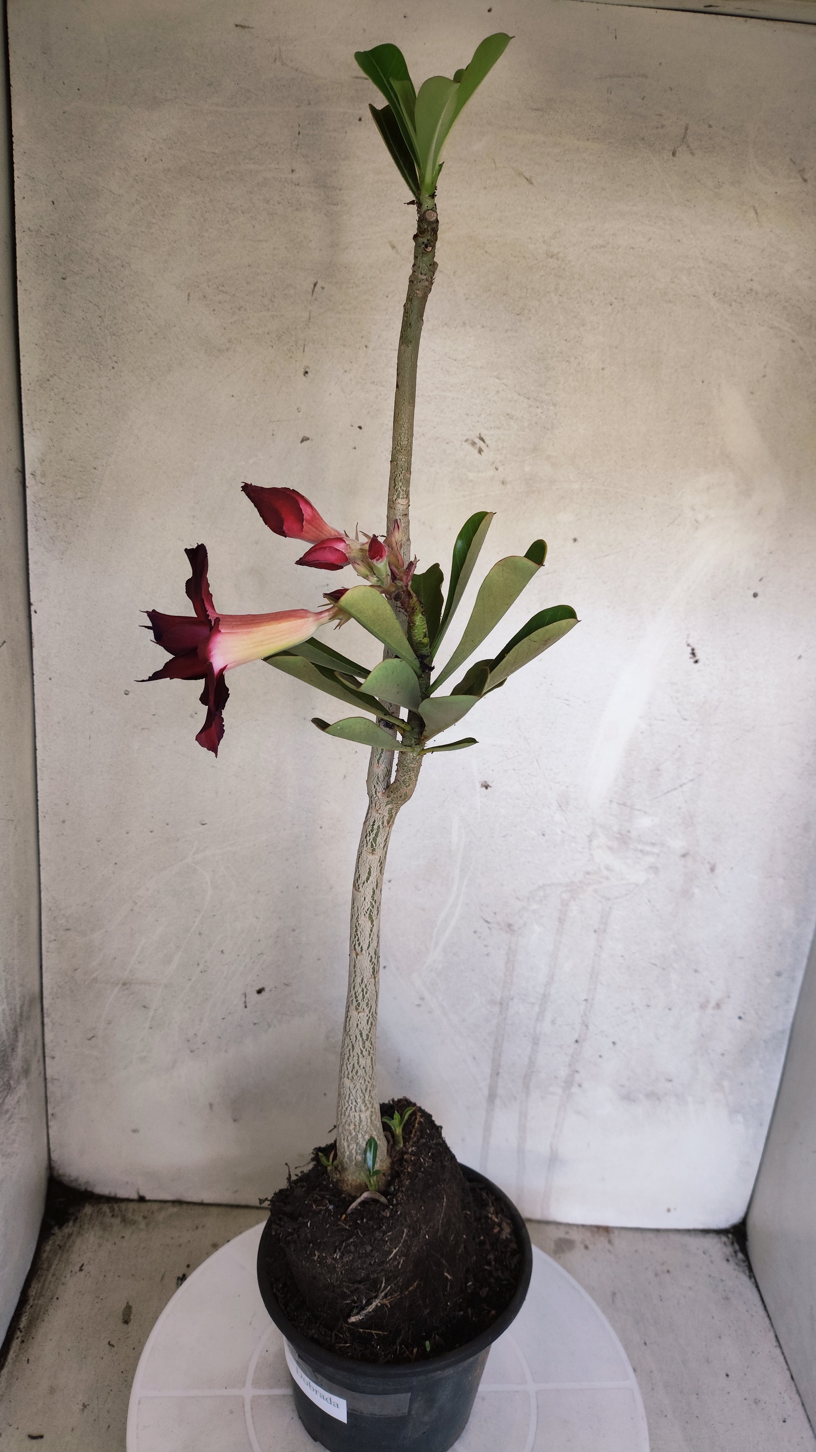 Planta Dobrada 3976 – 35cm – 03 anos