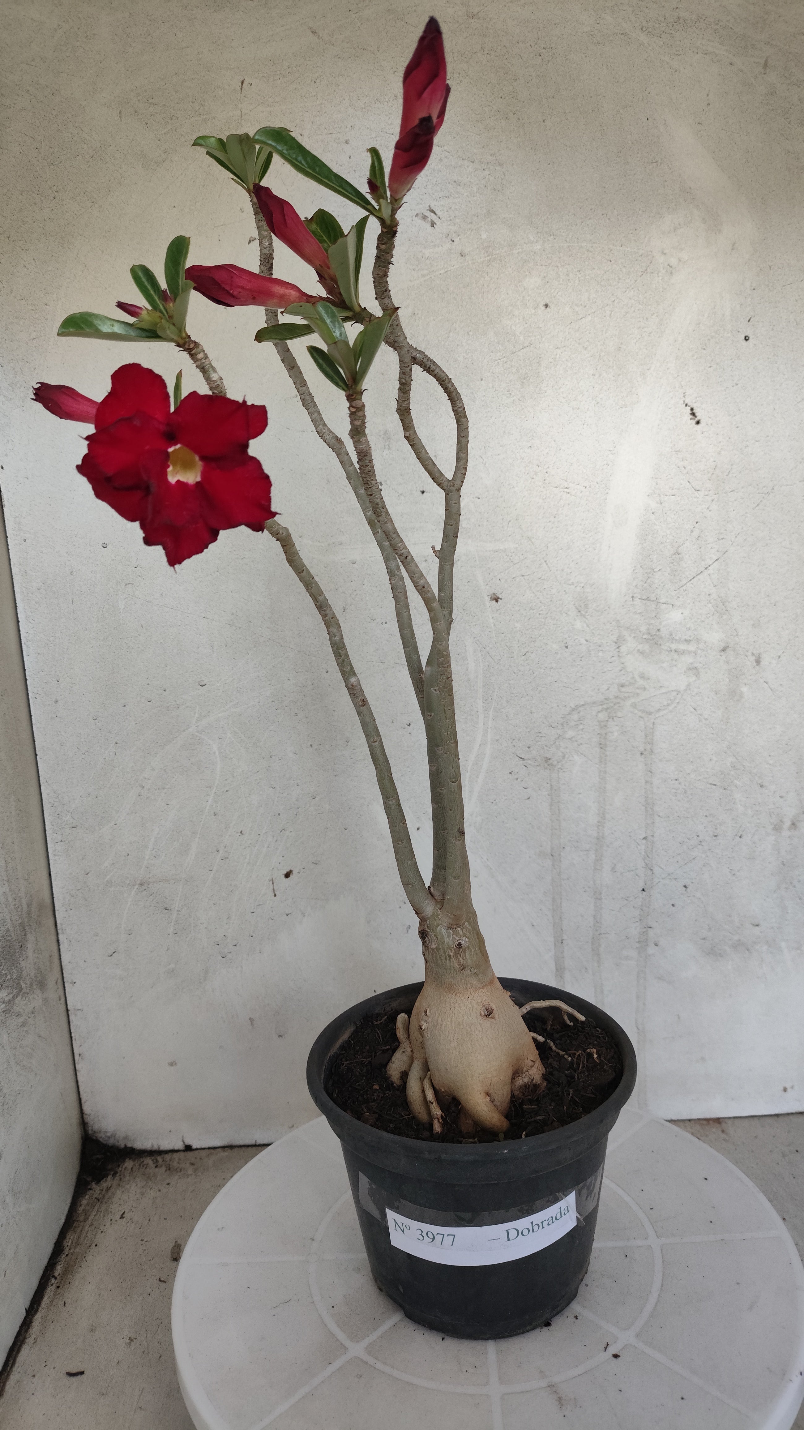 Planta Dobrada 3977 – 35cm – 03 anos