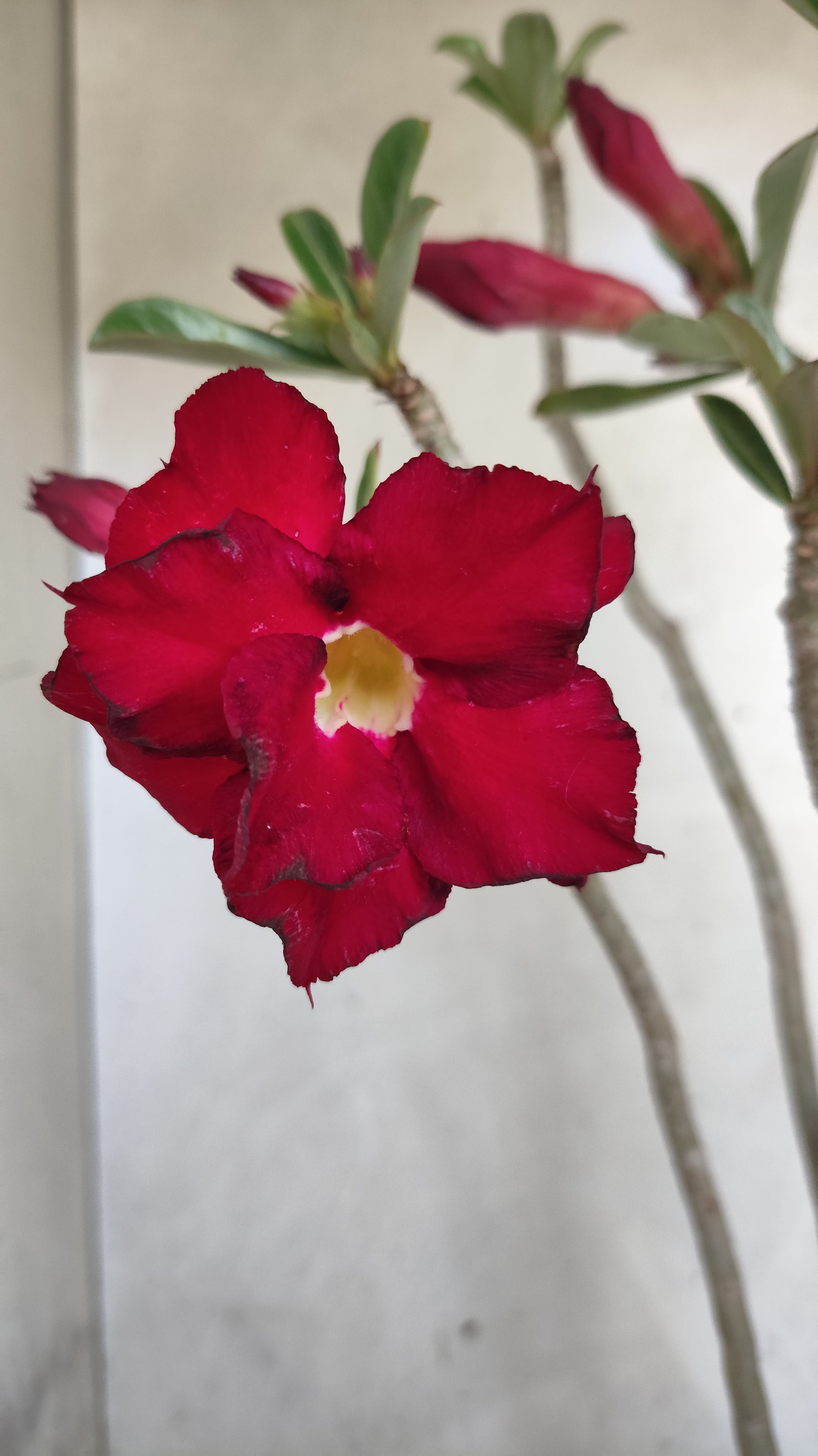 Planta Dobrada 3977 – 35cm – 03 anos