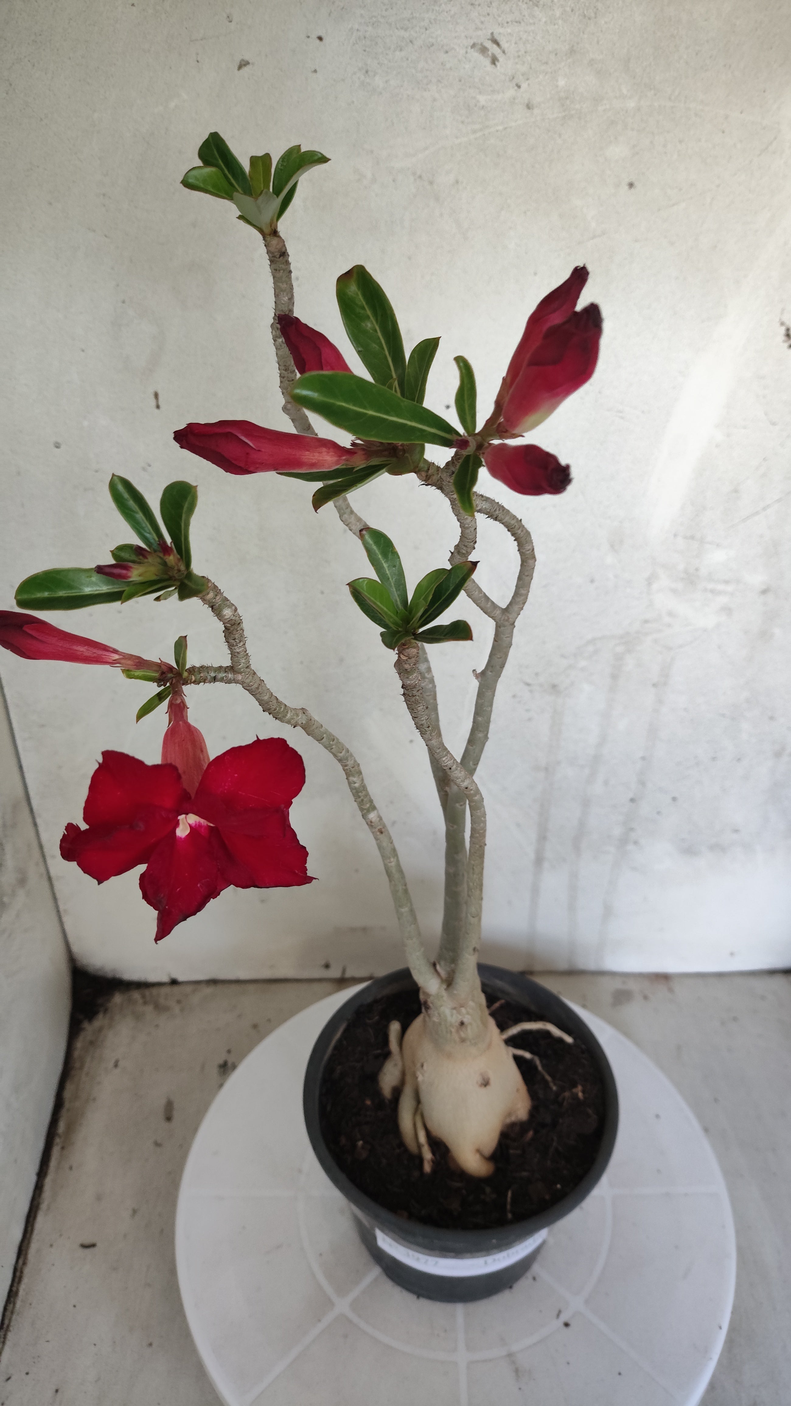Planta Dobrada 3977 – 35cm – 03 anos