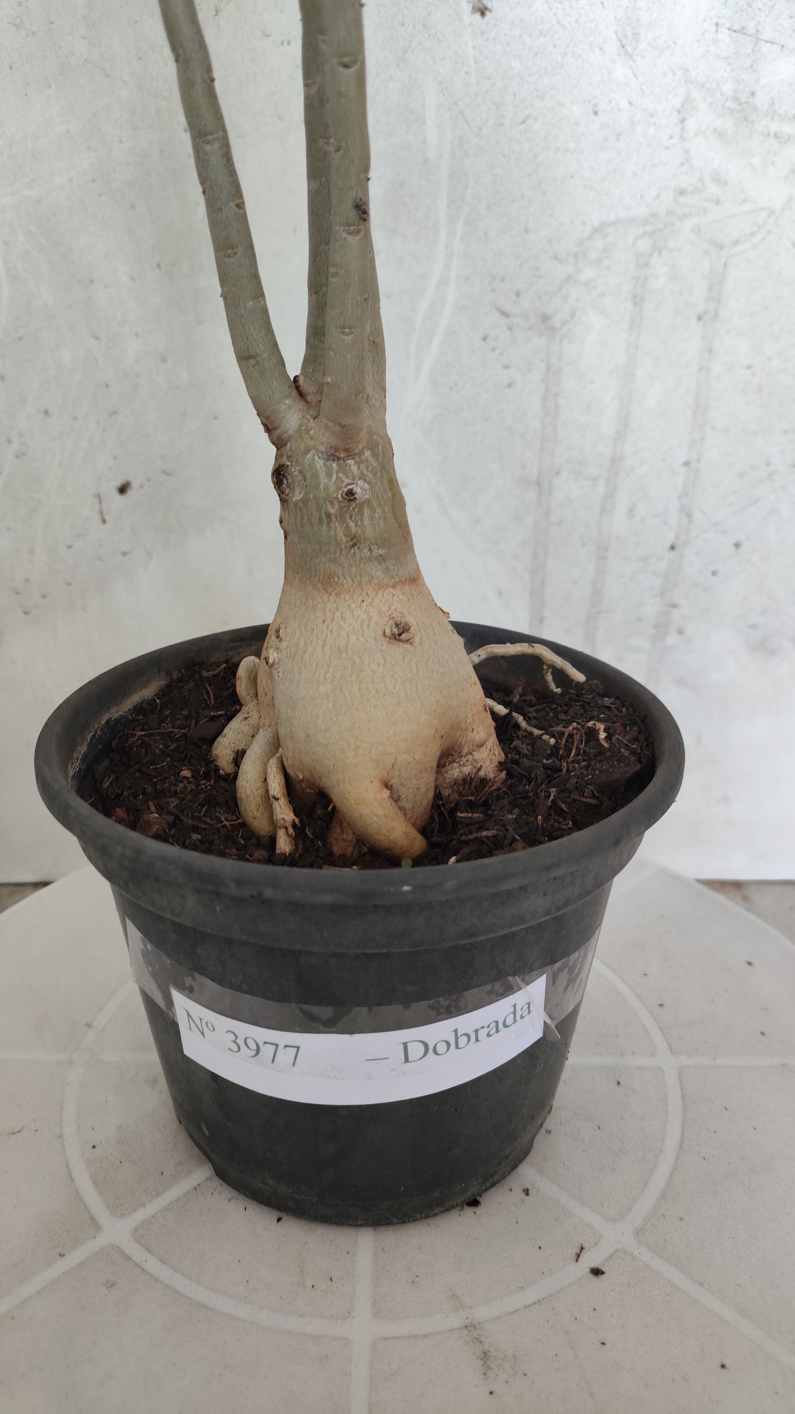 Planta Dobrada 3977 – 35cm – 03 anos