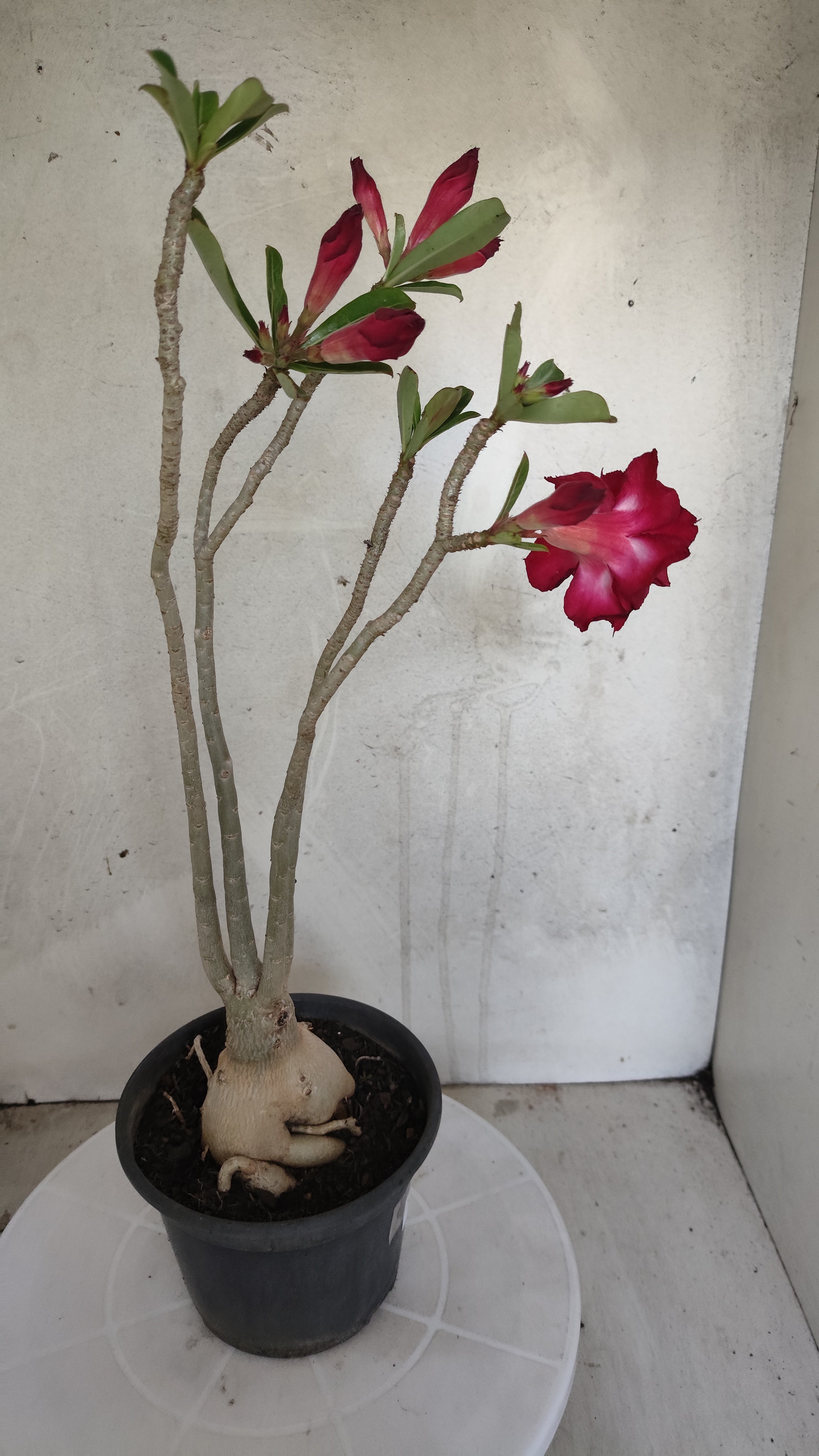 Planta Dobrada 3977 – 35cm – 03 anos