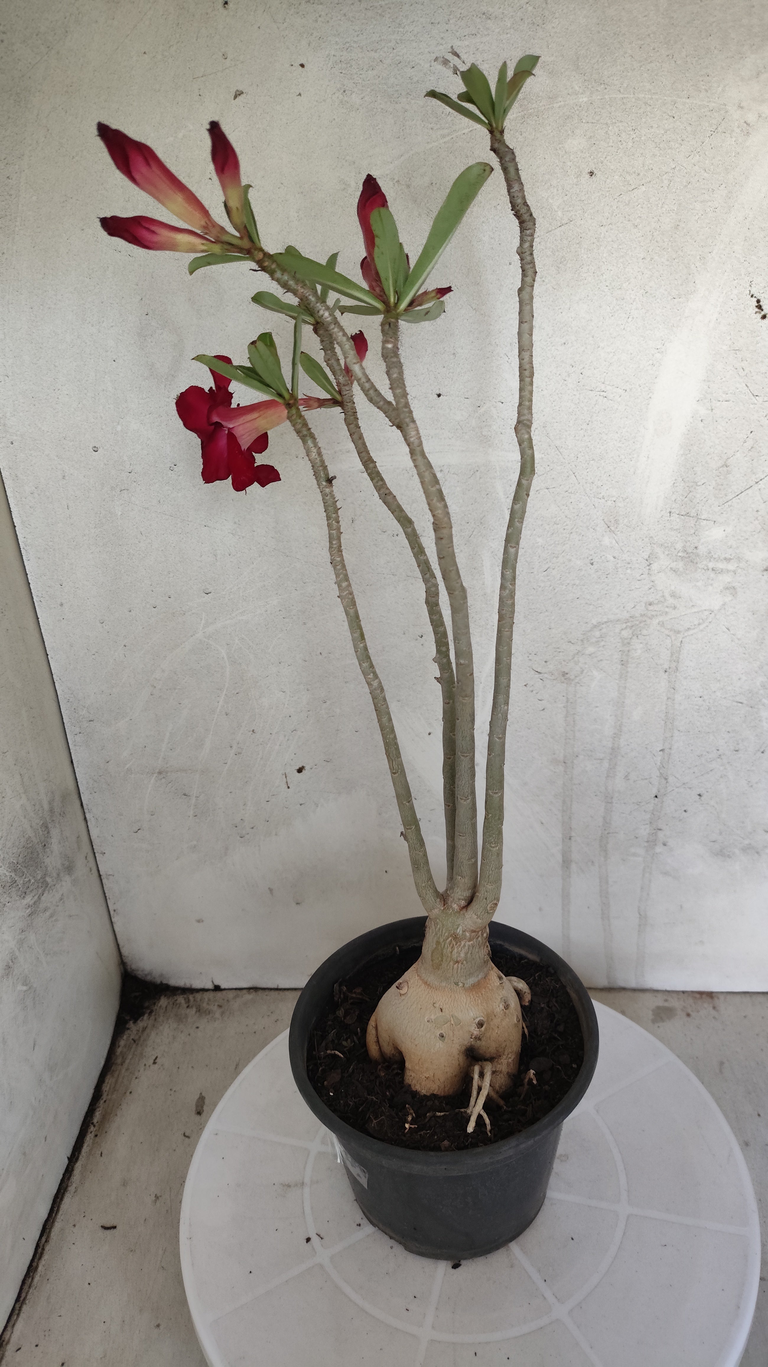 Planta Dobrada 3977 – 35cm – 03 anos