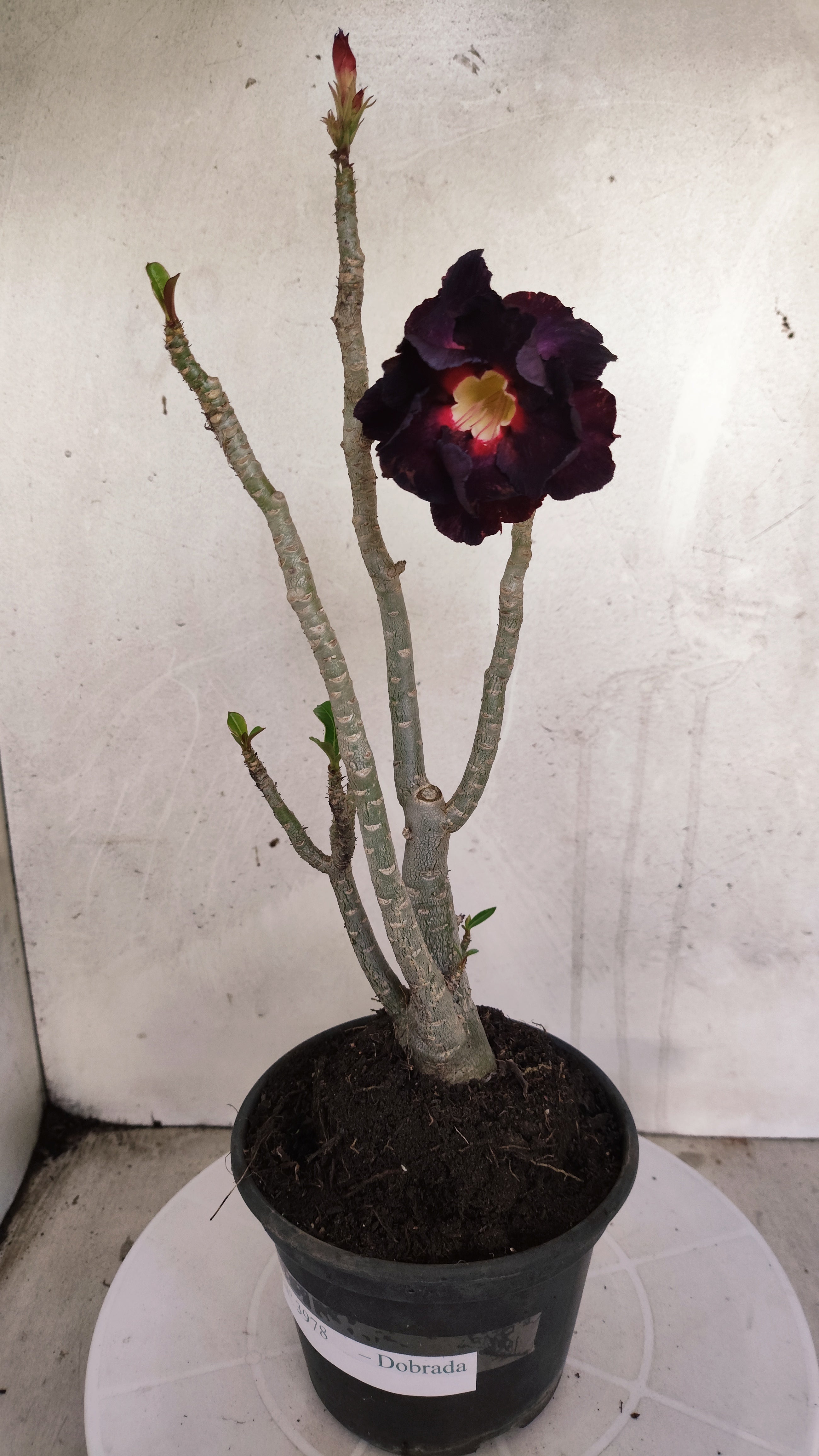 Planta Dobrada 3978 – 35cm – 03 anos