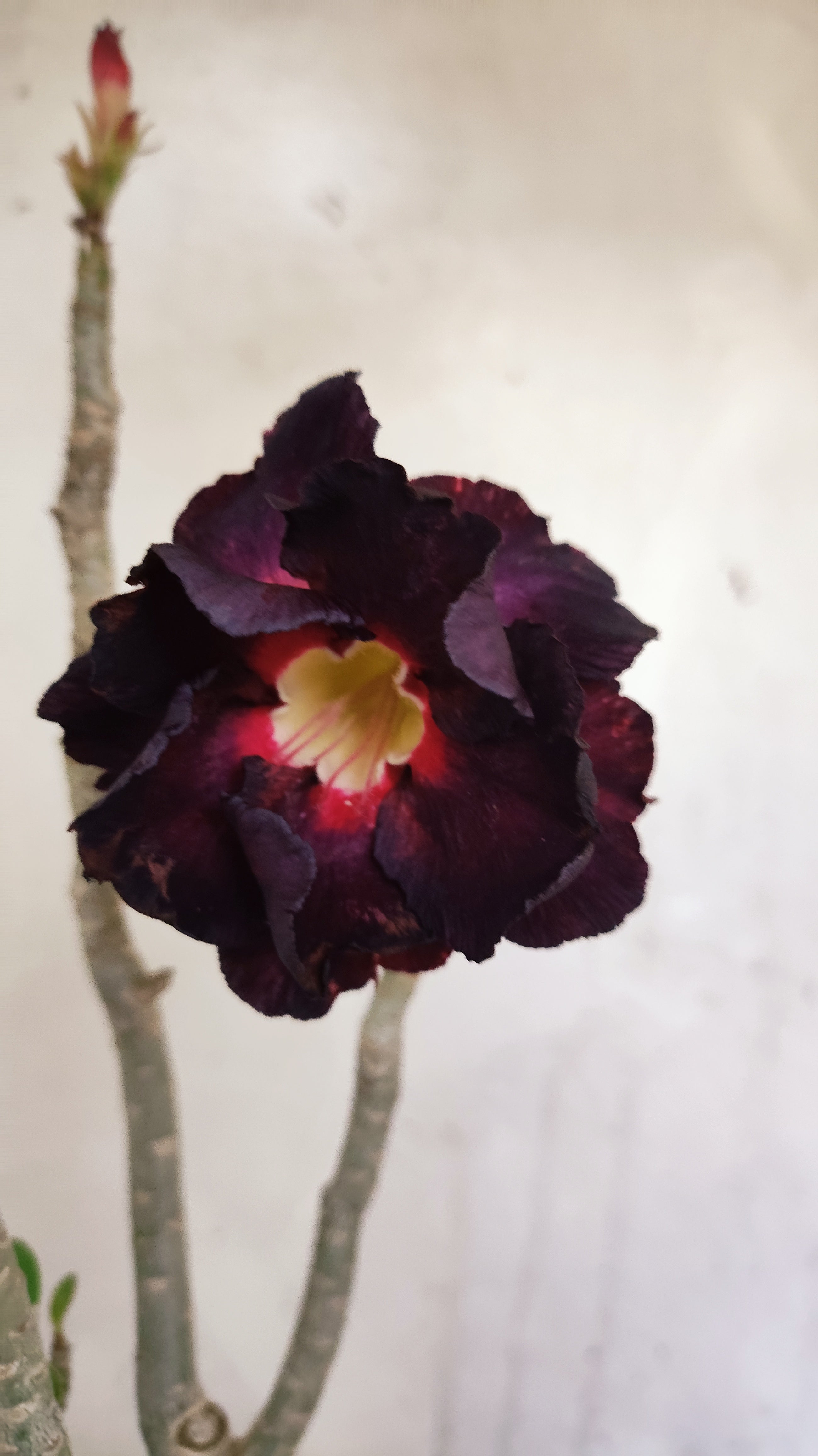 Planta Dobrada 3978 – 35cm – 03 anos