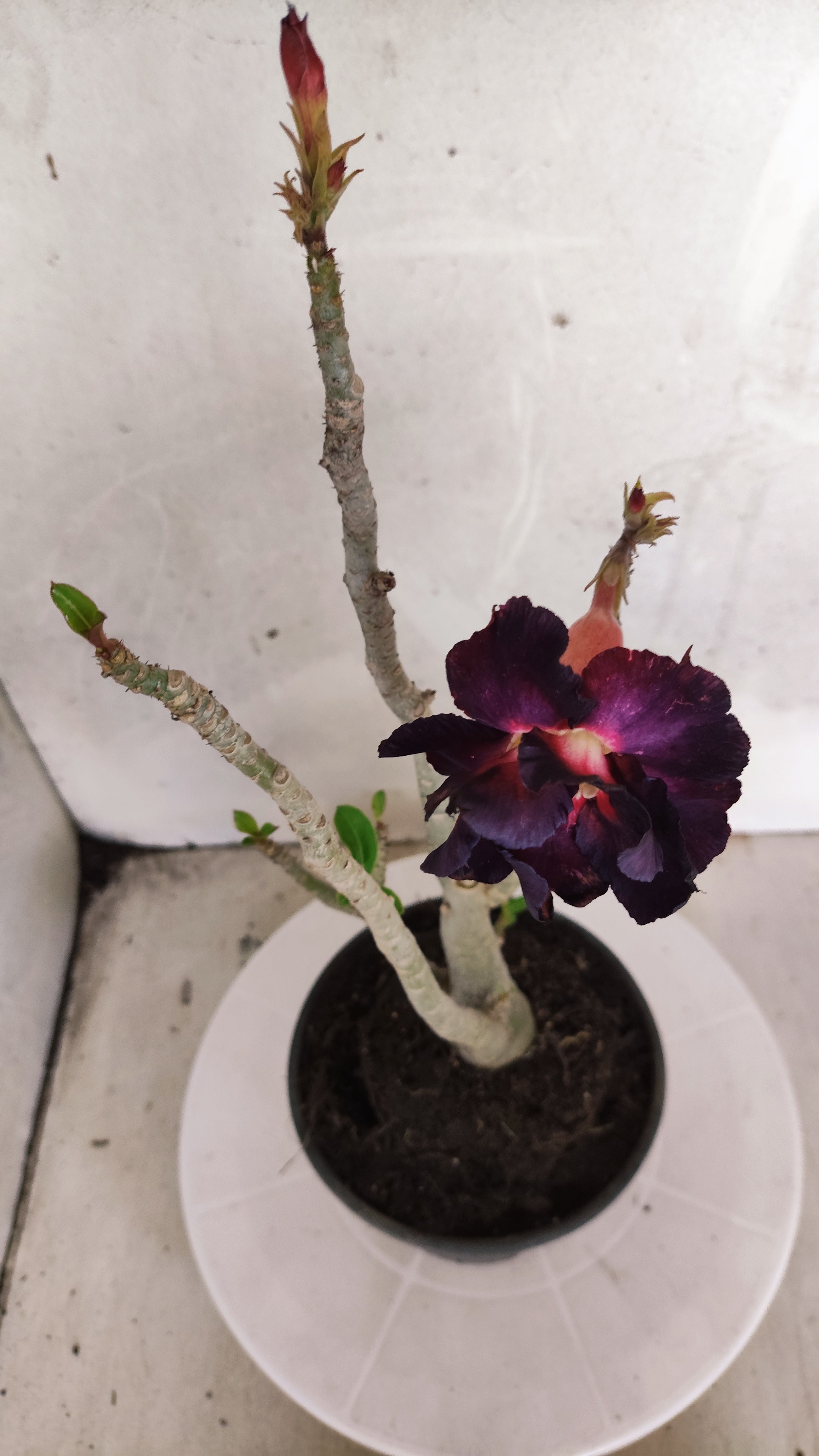 Planta Dobrada 3978 – 35cm – 03 anos
