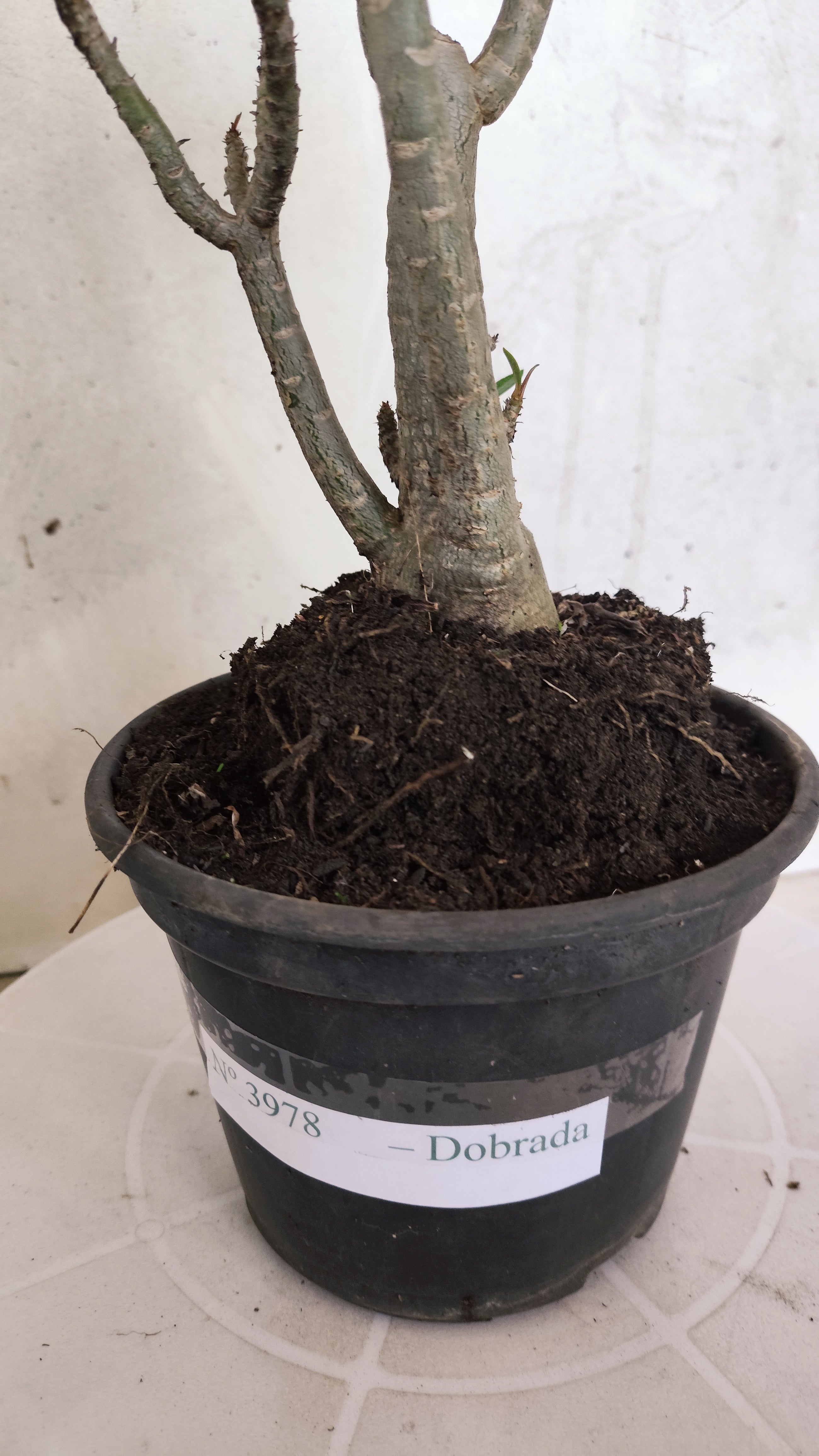 Planta Dobrada 3978 – 35cm – 03 anos