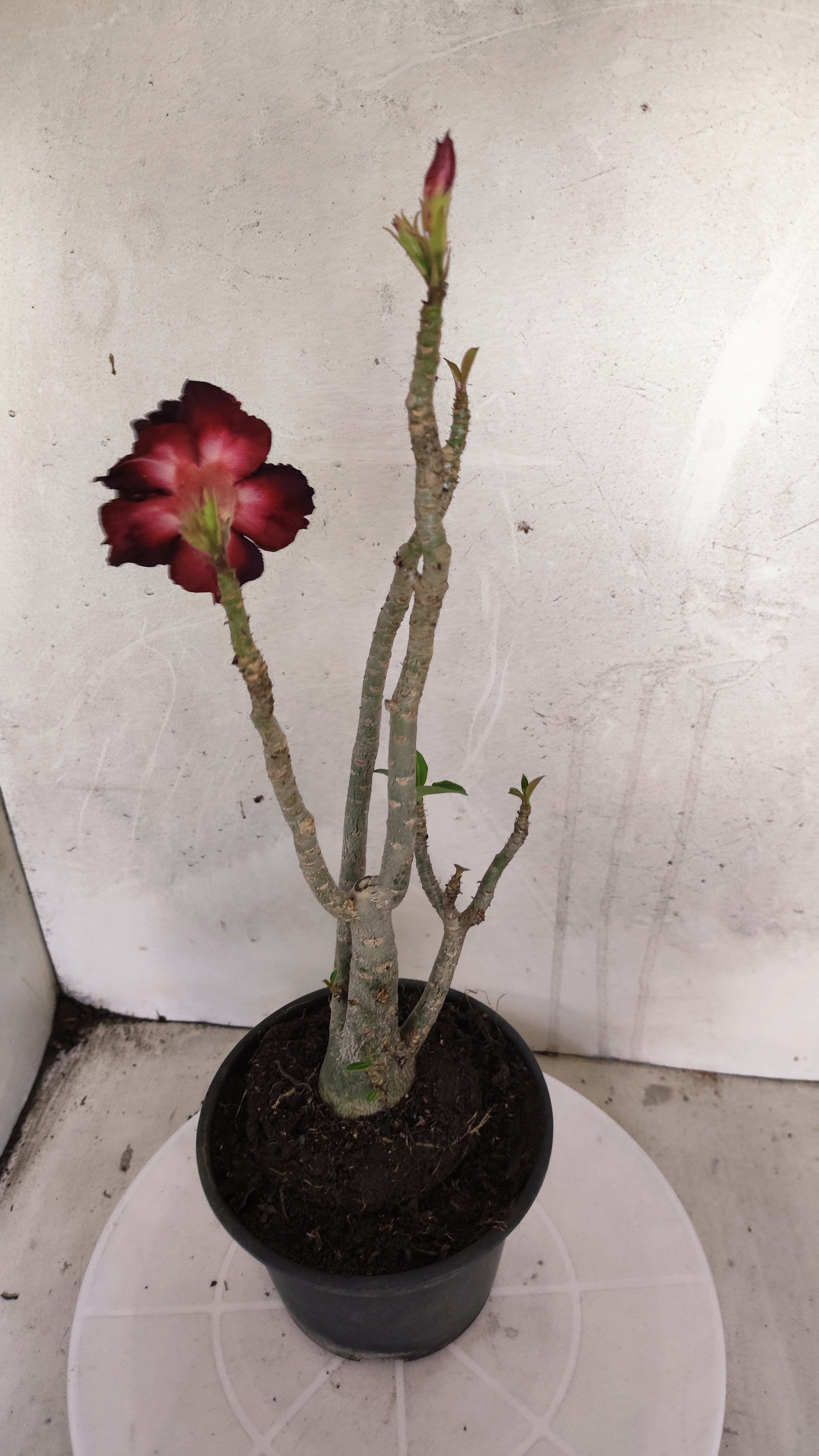 Planta Dobrada 3978 – 35cm – 03 anos