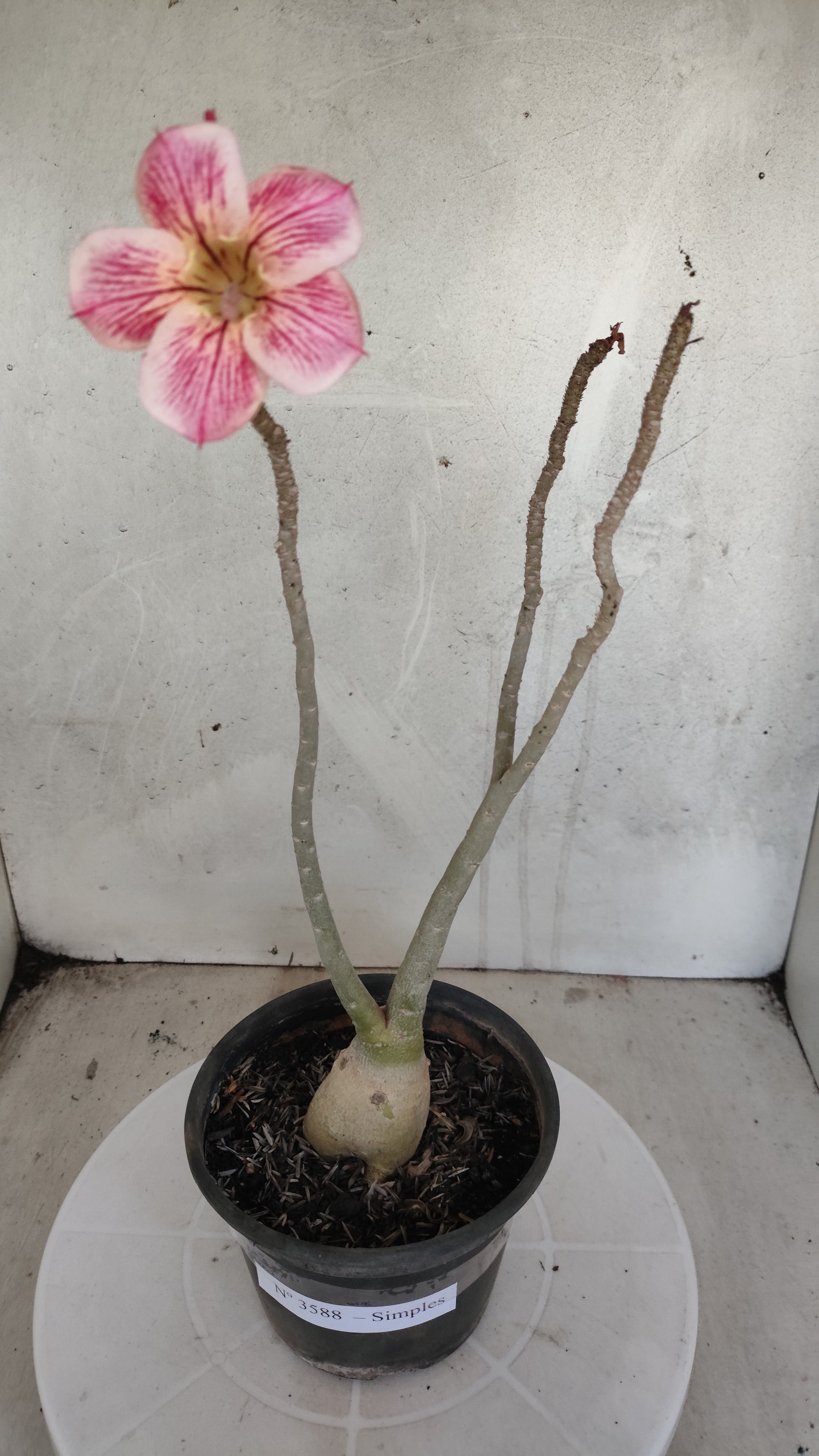 Planta Simples 3588 – 30cm – 02 anos